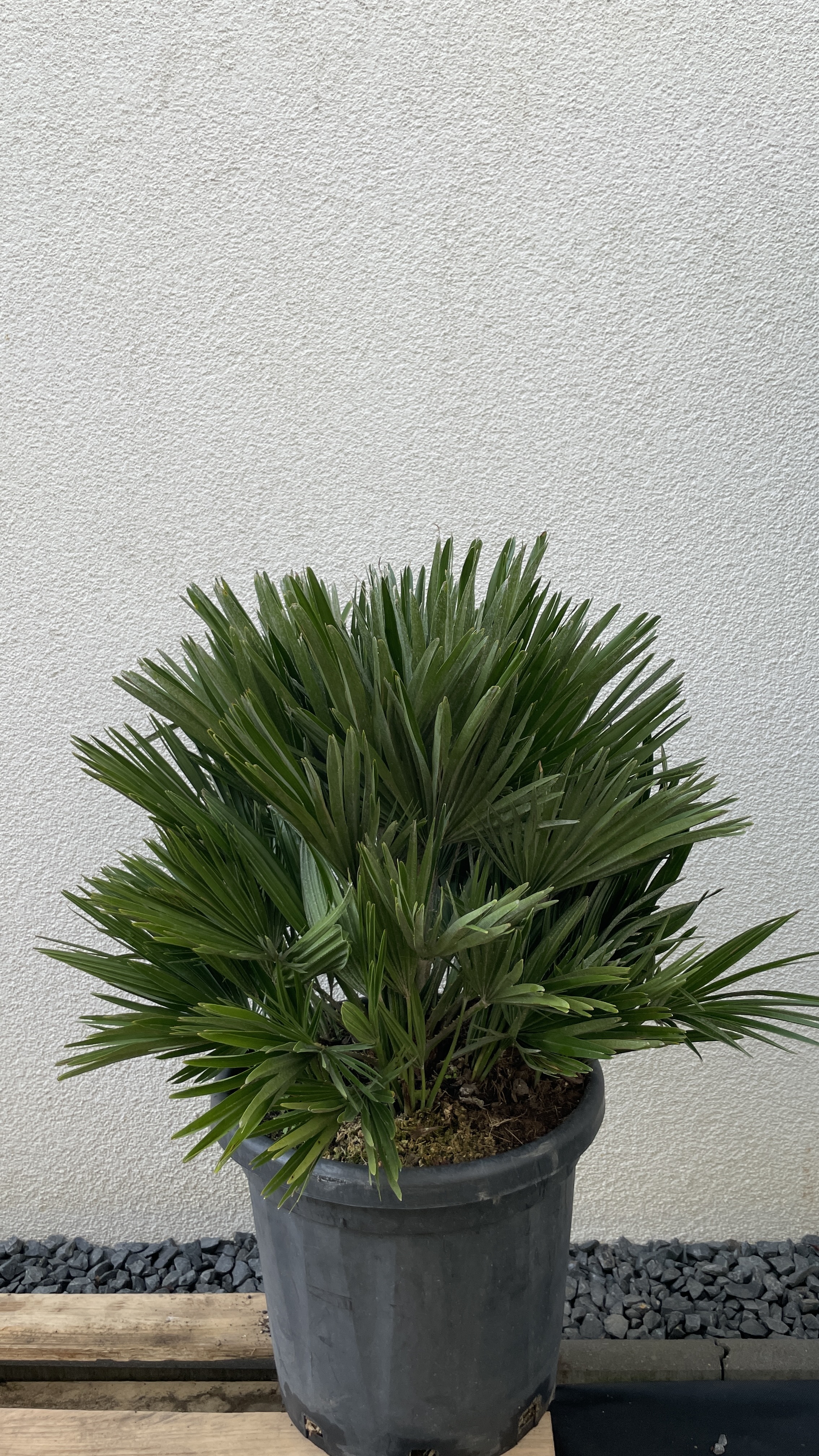 Chamaerops humilis "vulcano" Zwergpalme 90-100cm