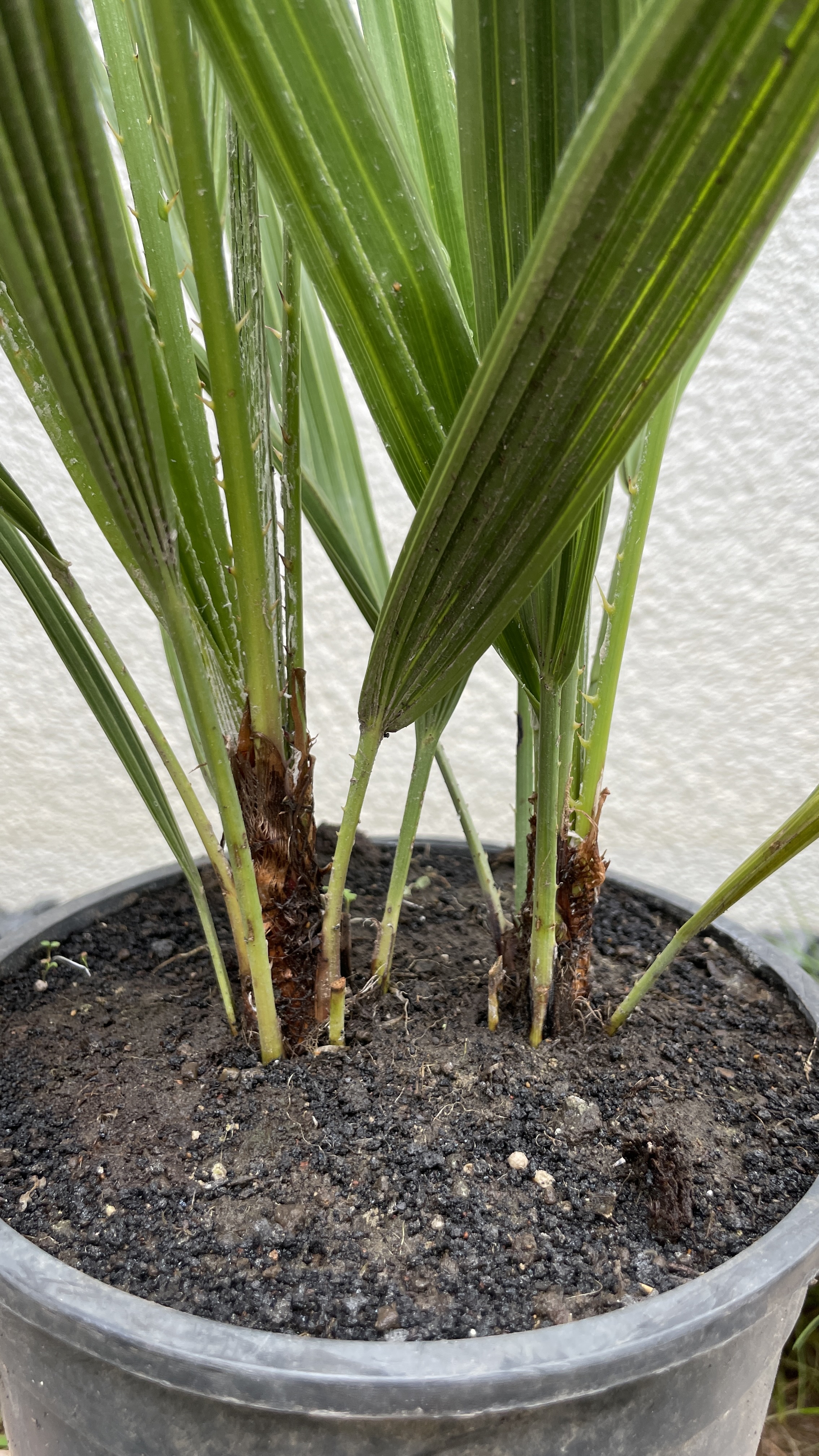 Chamaerops humilis - Zwergpalme Doppelstamm 40-55cm