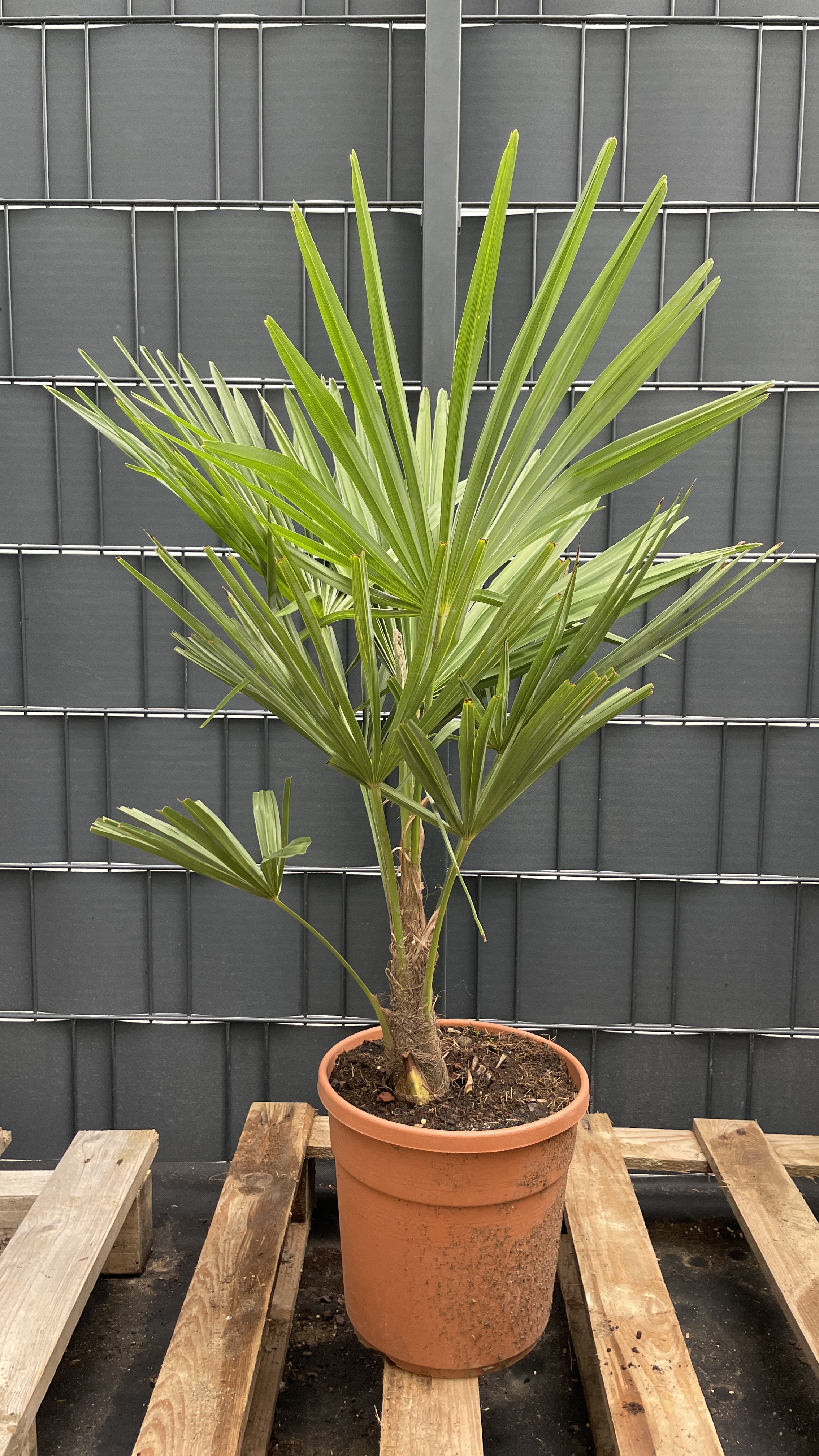 Trachycarpus fortunei Chinesische Hanfpalme 70-80cm