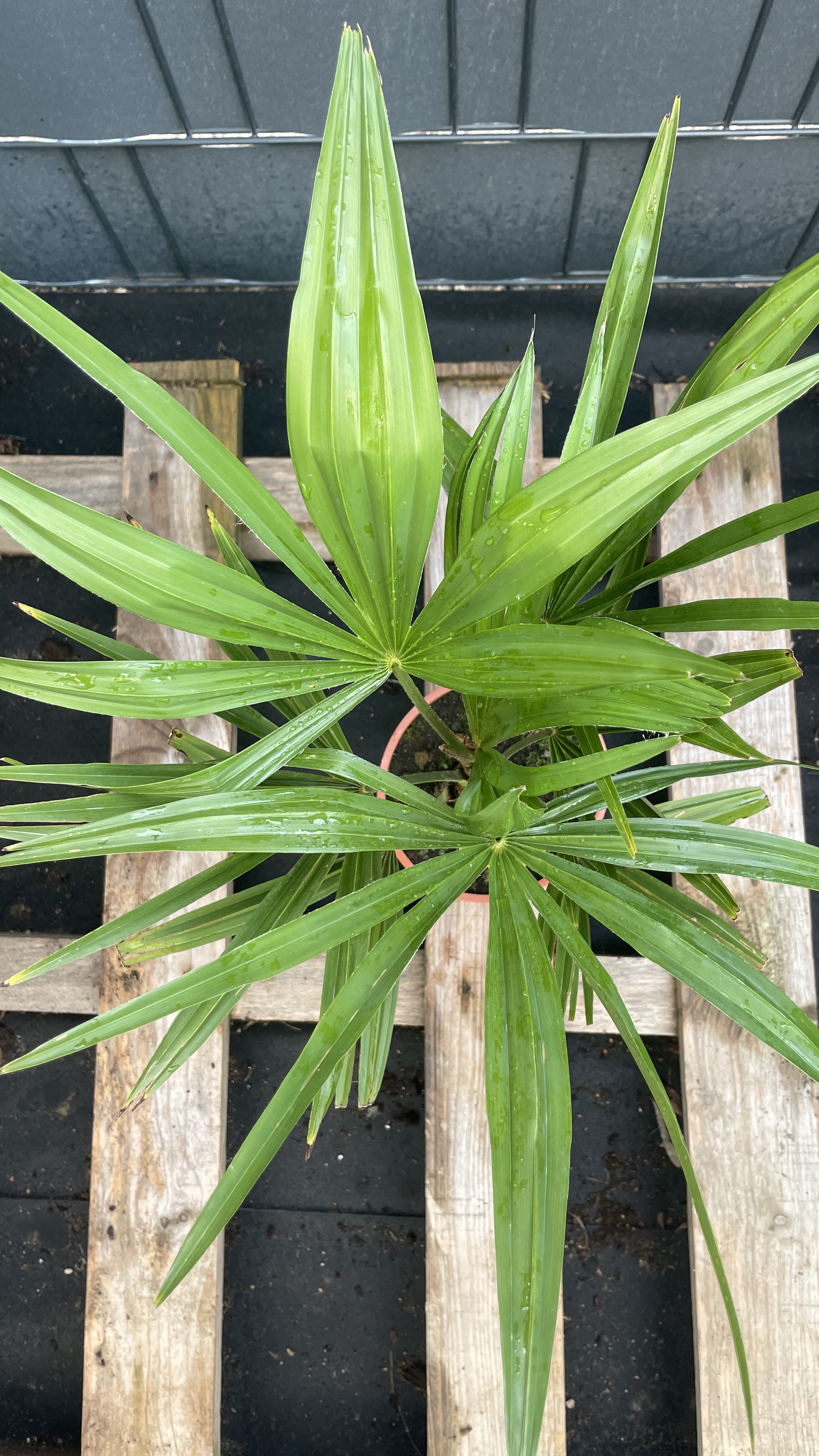 Trachycarpus fortunei Chinesische Hanfpalme 45-50cm