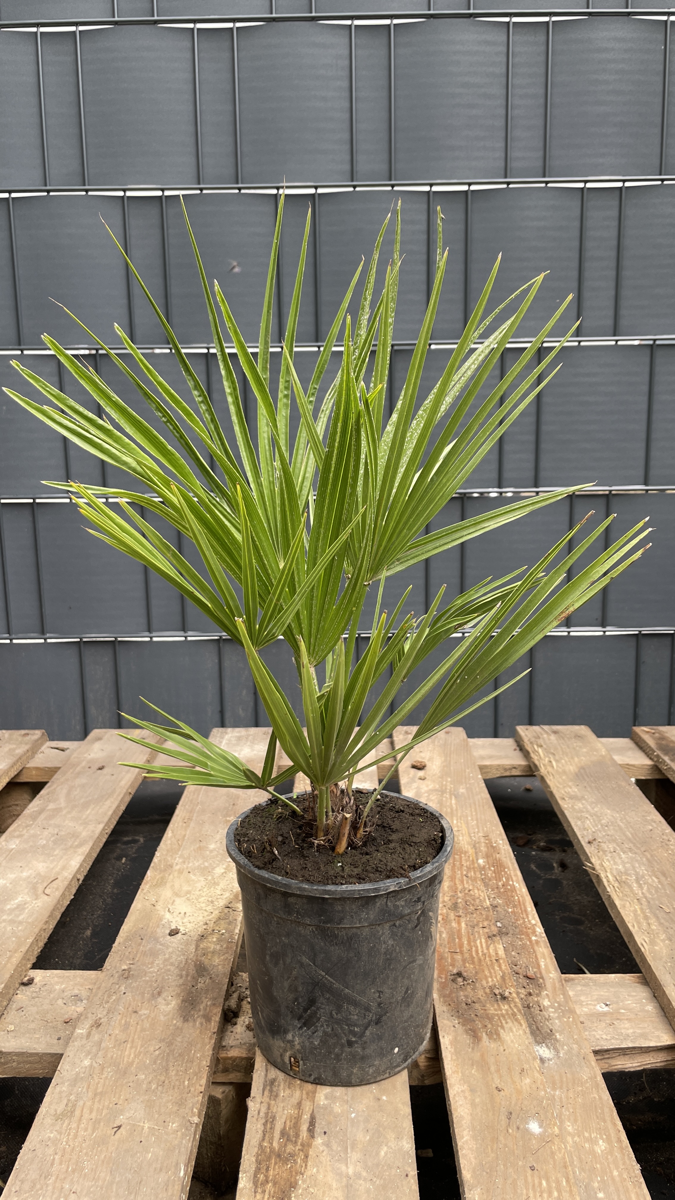 Chamaerops humilis - Zwergpalme 40-55cm