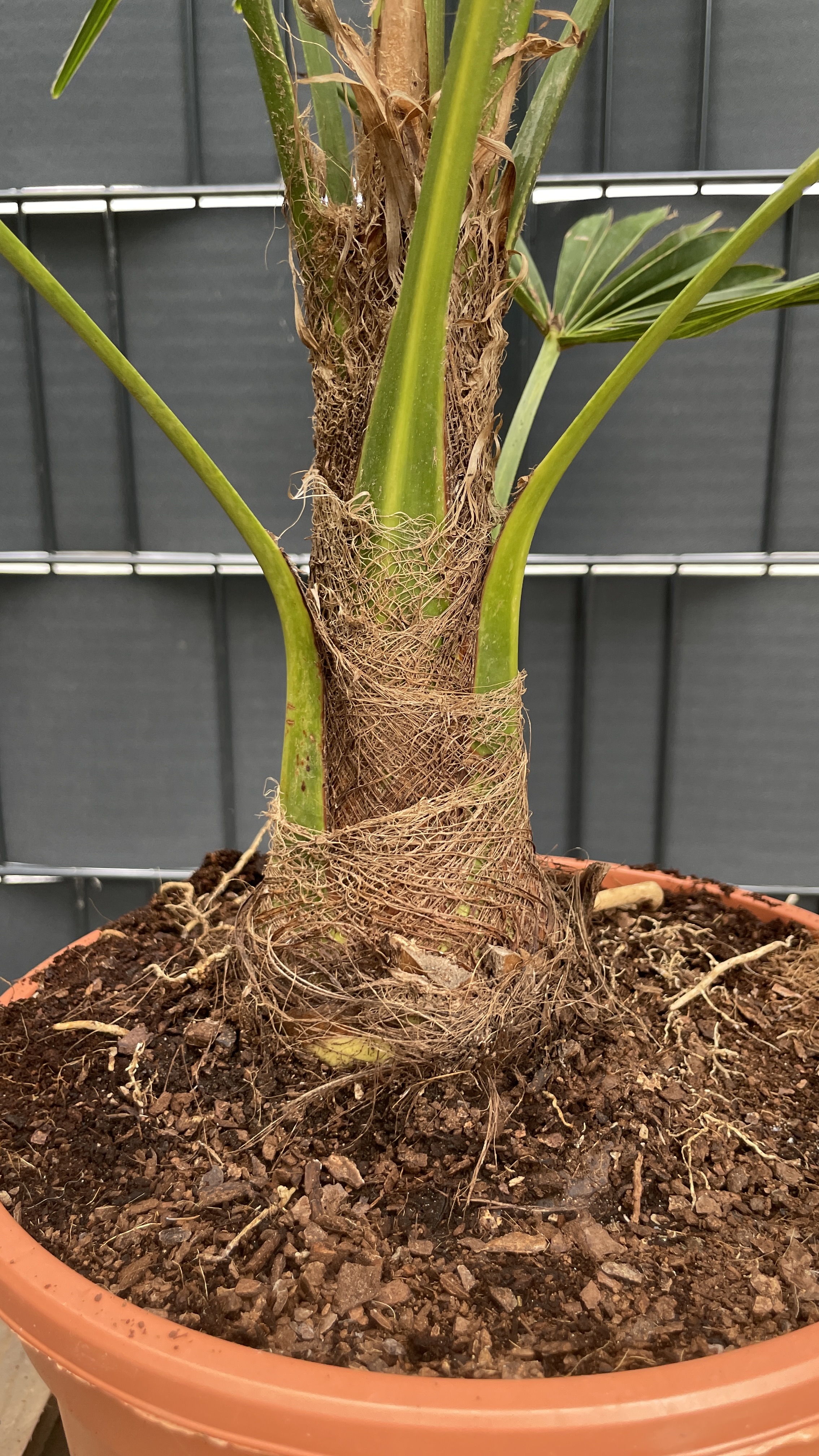 Trachycarpus fortunei Chinesische Hanfpalme 85-95cm