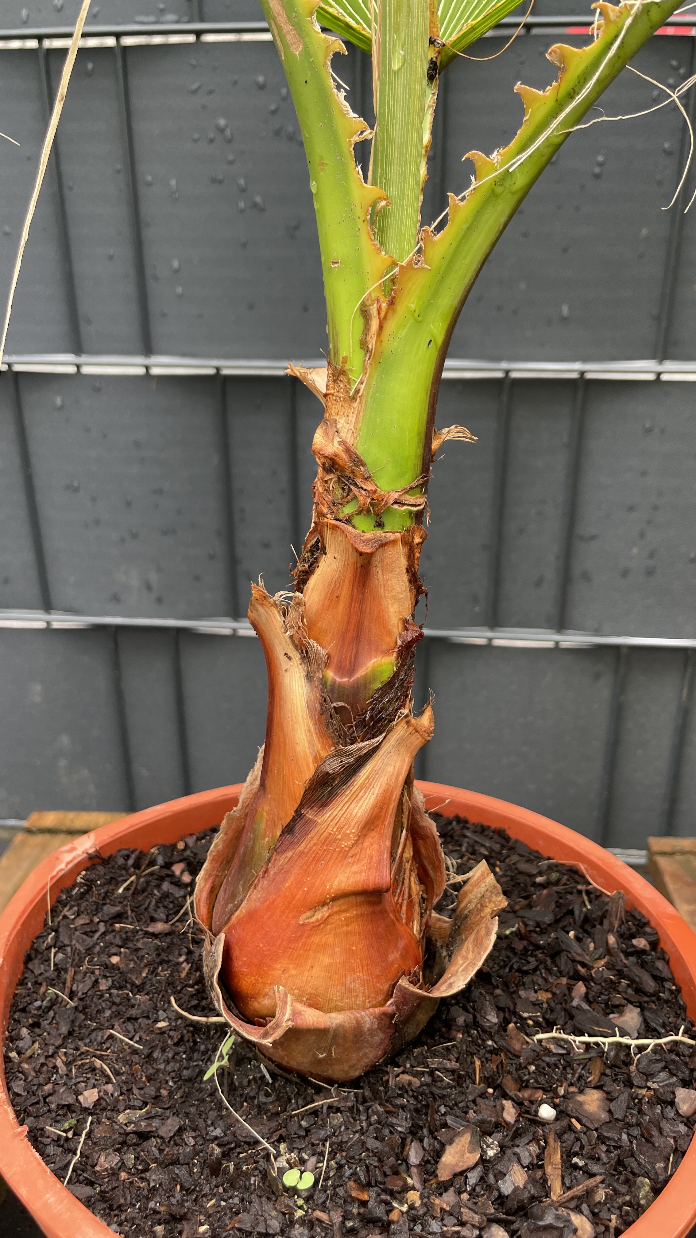 Washingtonia robusta Mexikanische Fächerpalme 60-70cm