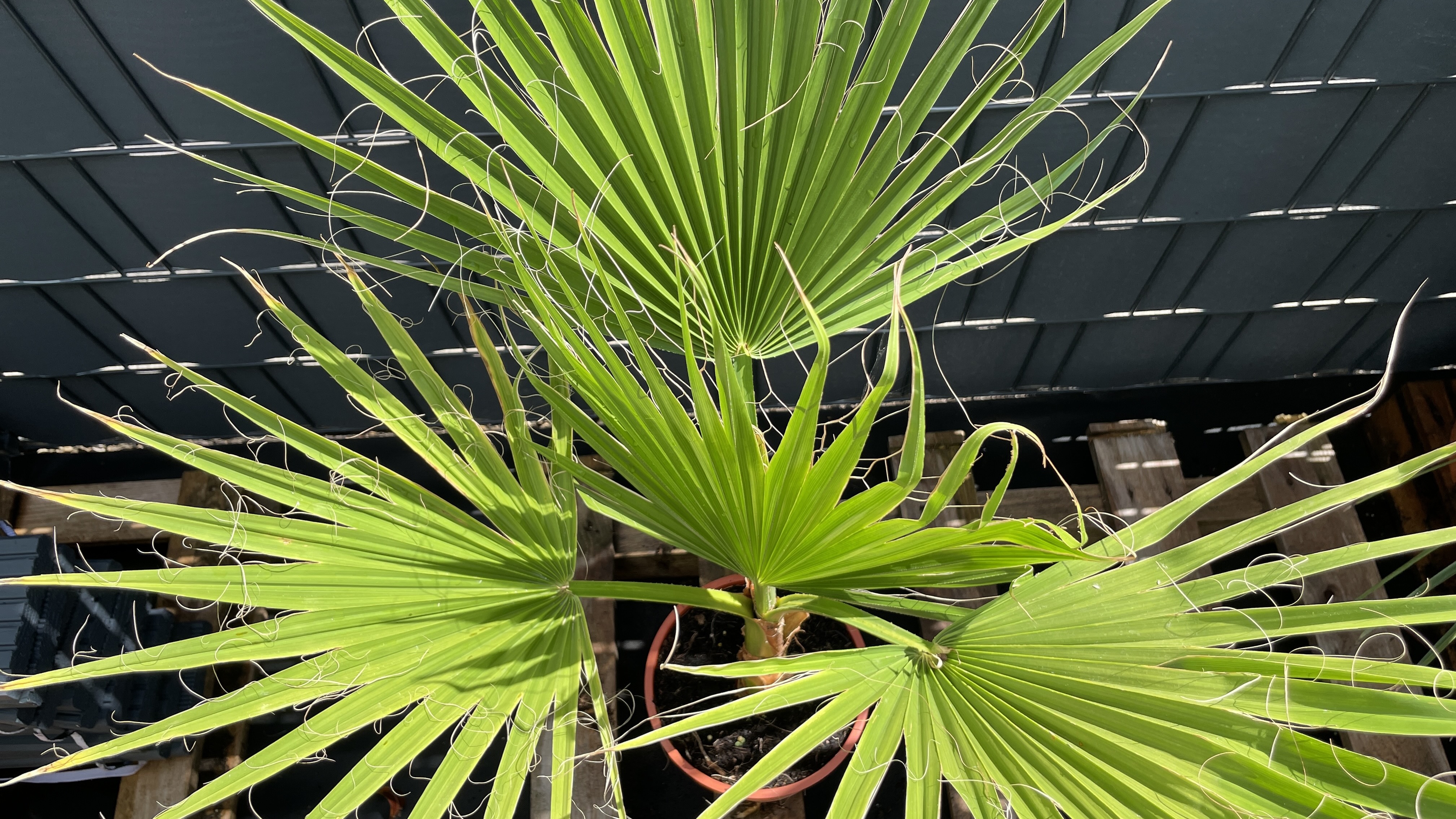 Washingtonia robusta Mexikanische Fächerpalme 85-100cm