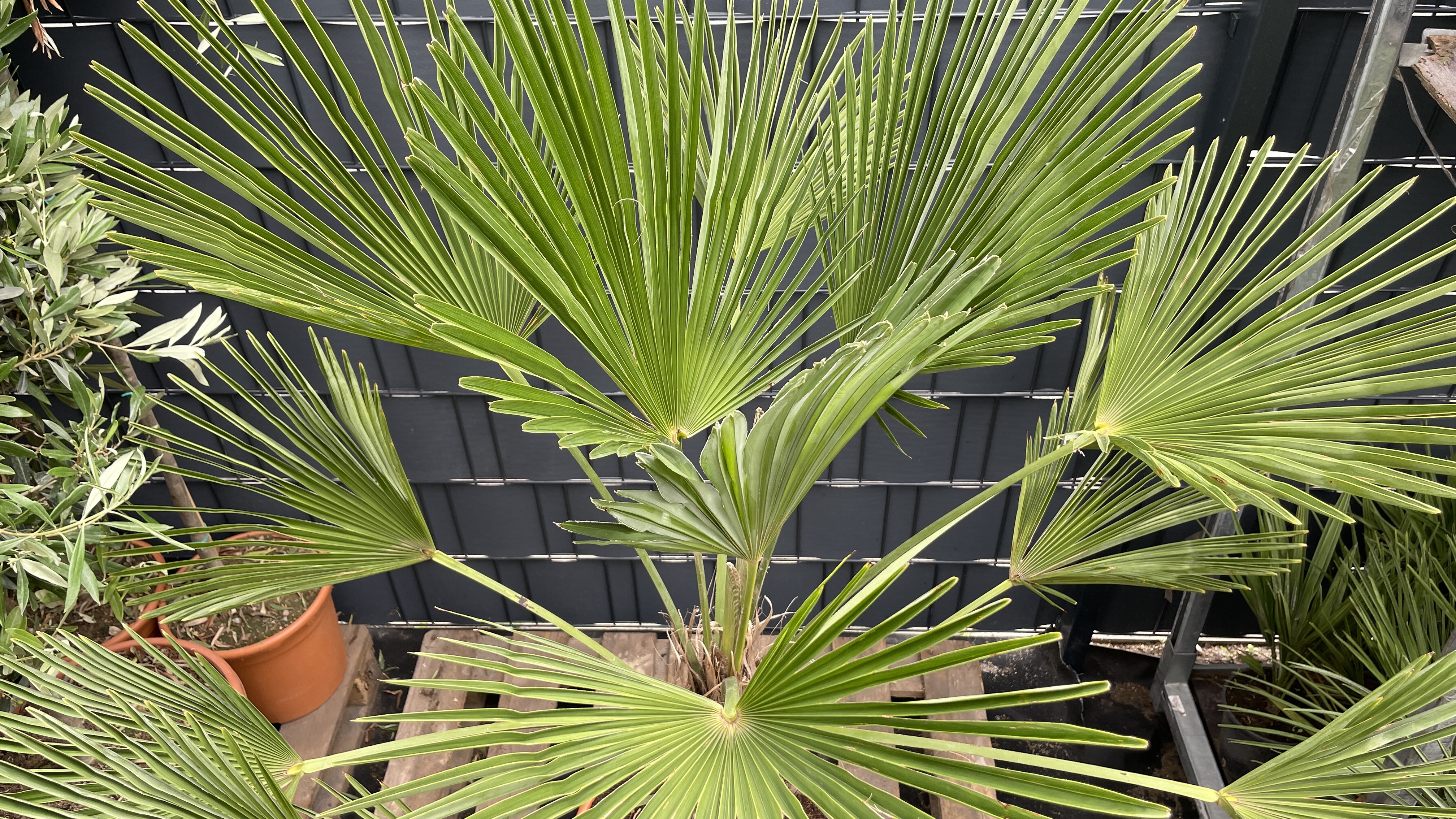 Trachycarpus wagnerianus - Wagners Hanfpalme 140-150cm