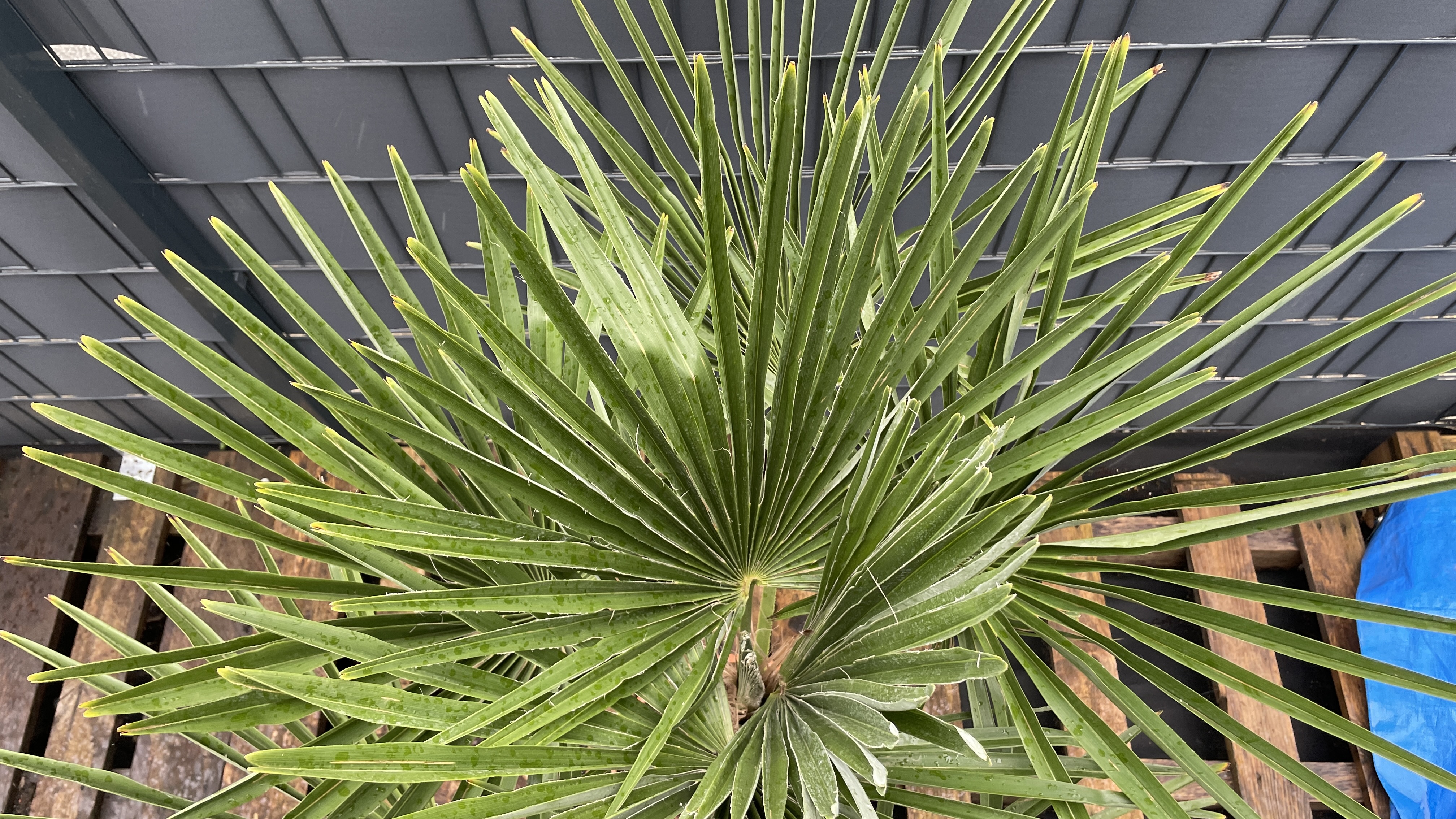 Trachycarpus fortunei Chinesische Hanfpalme 120-130cm