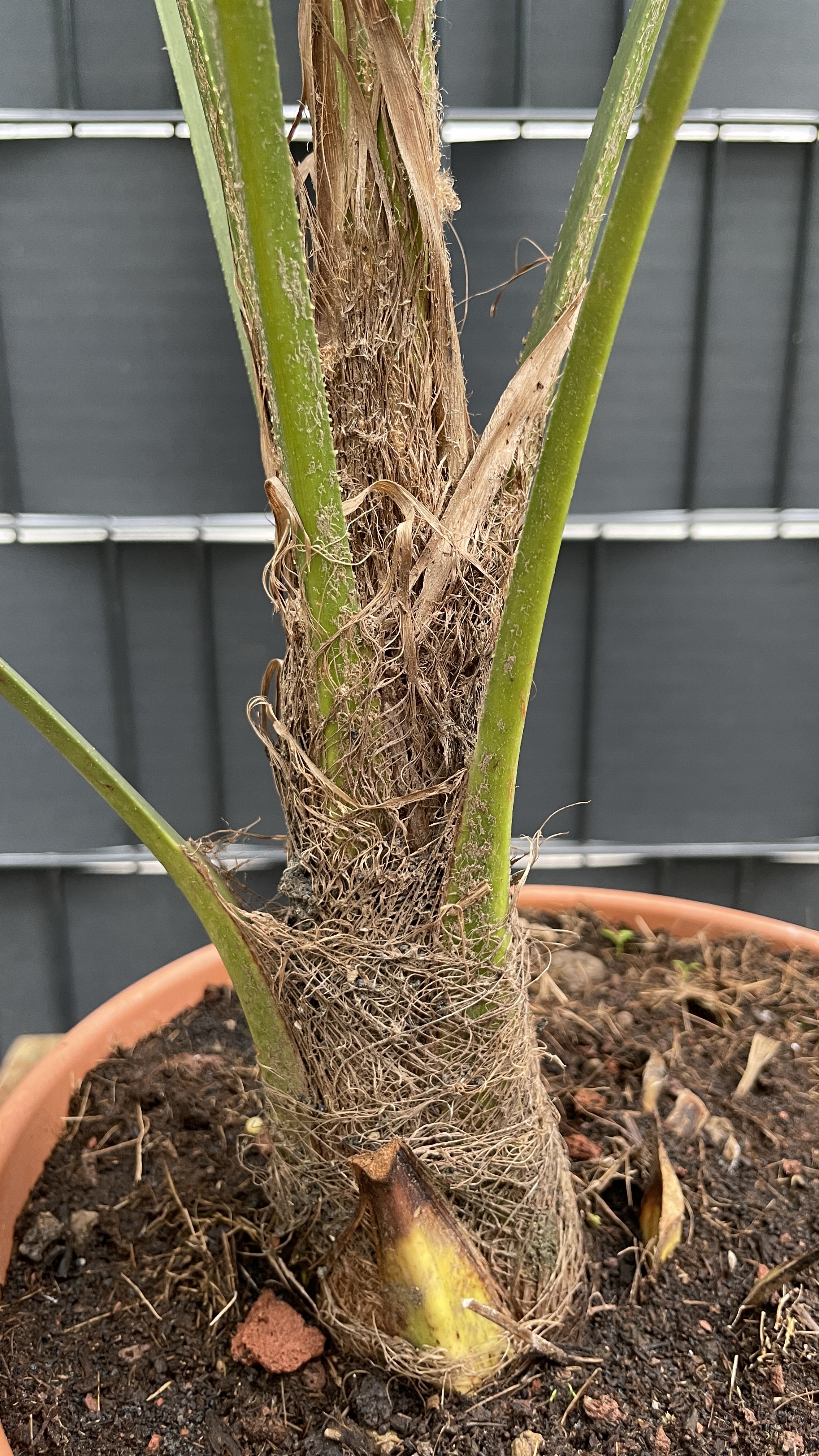 Trachycarpus fortunei Chinesische Hanfpalme 70-80cm