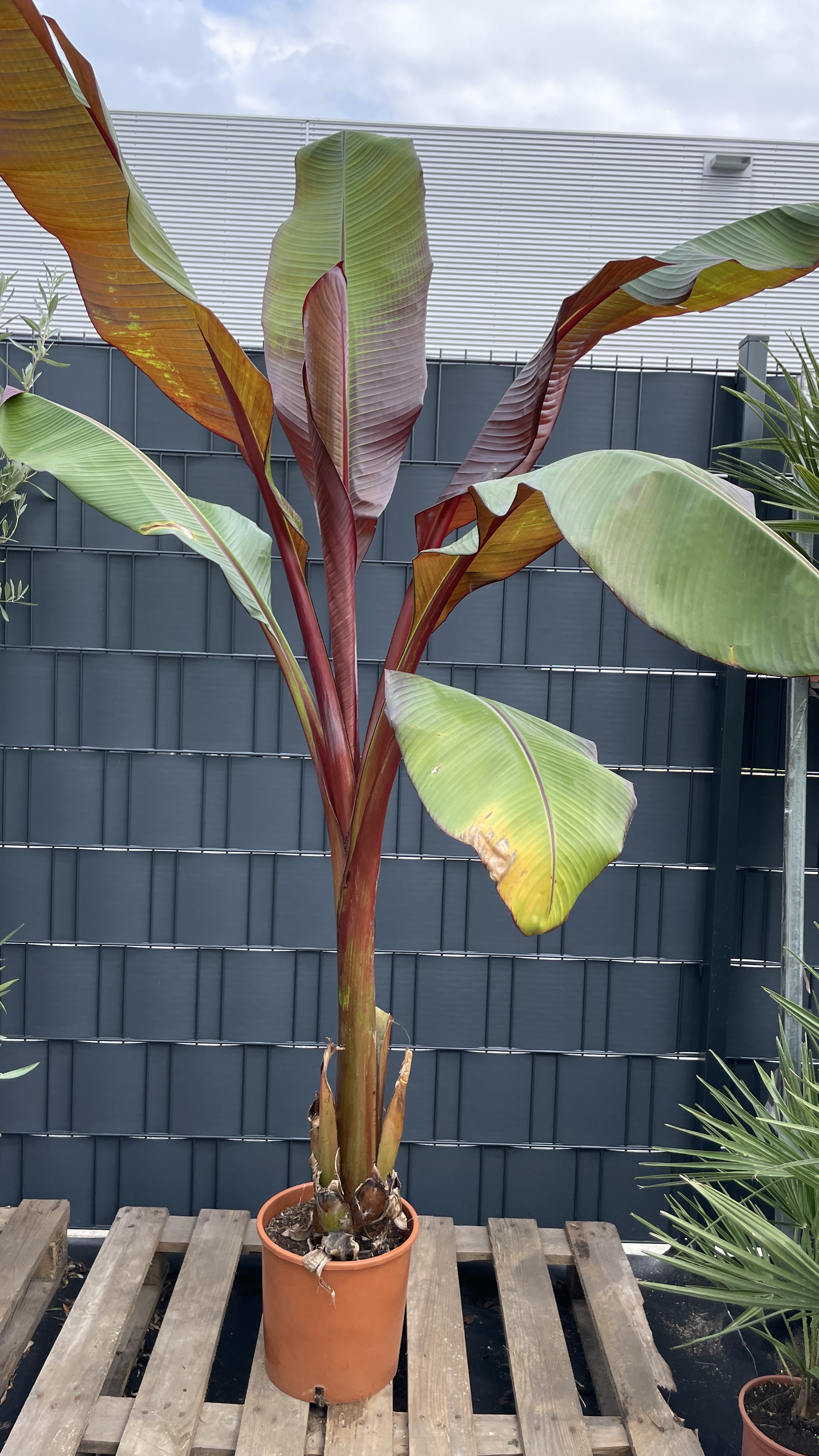 Musa Ensete ventricosum maurelli Rote Zierbanane 140-160cm