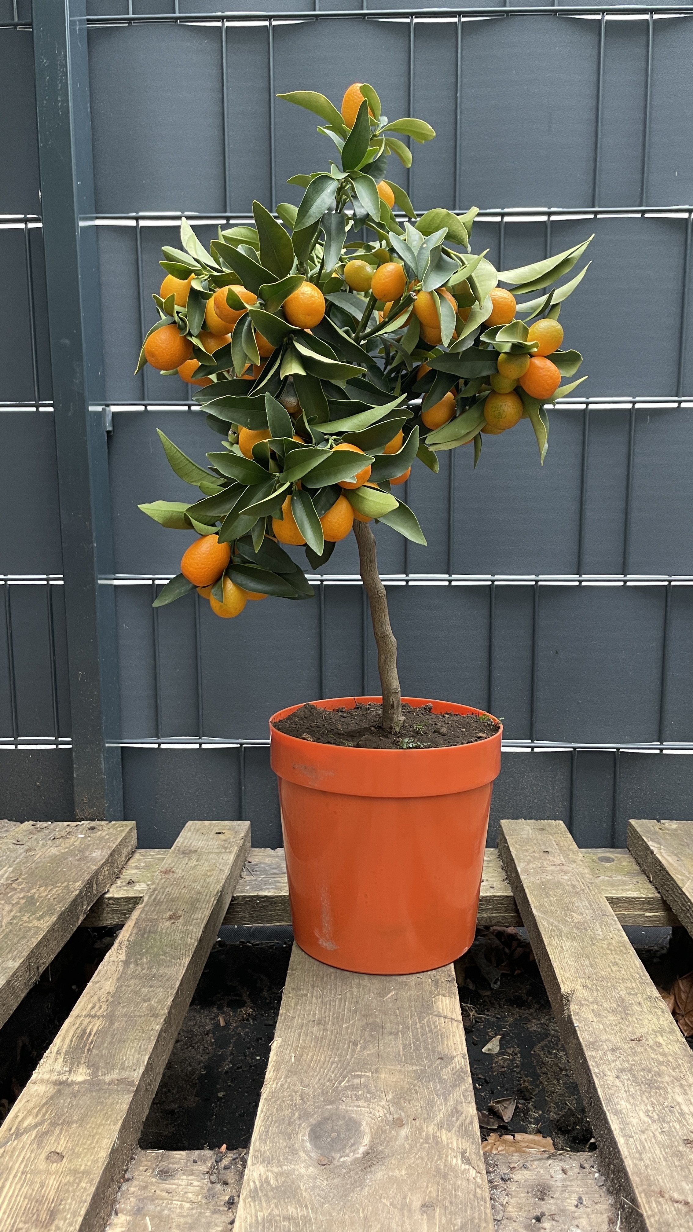 Fortunella margarita Kumquat Zwergorange 50-60cm