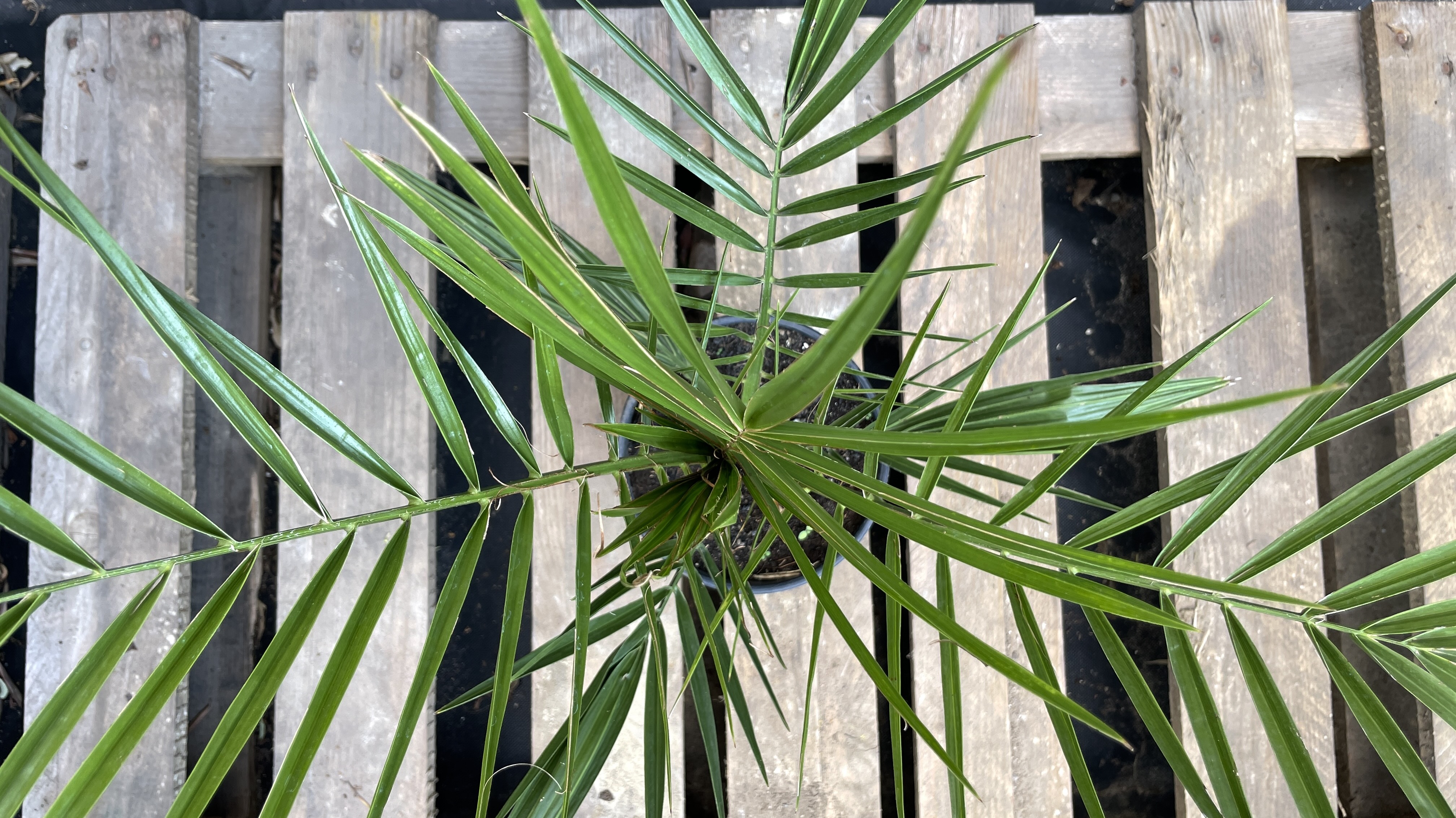 Phoenix canariensis Kanarische Dattelpalme 70-80cm