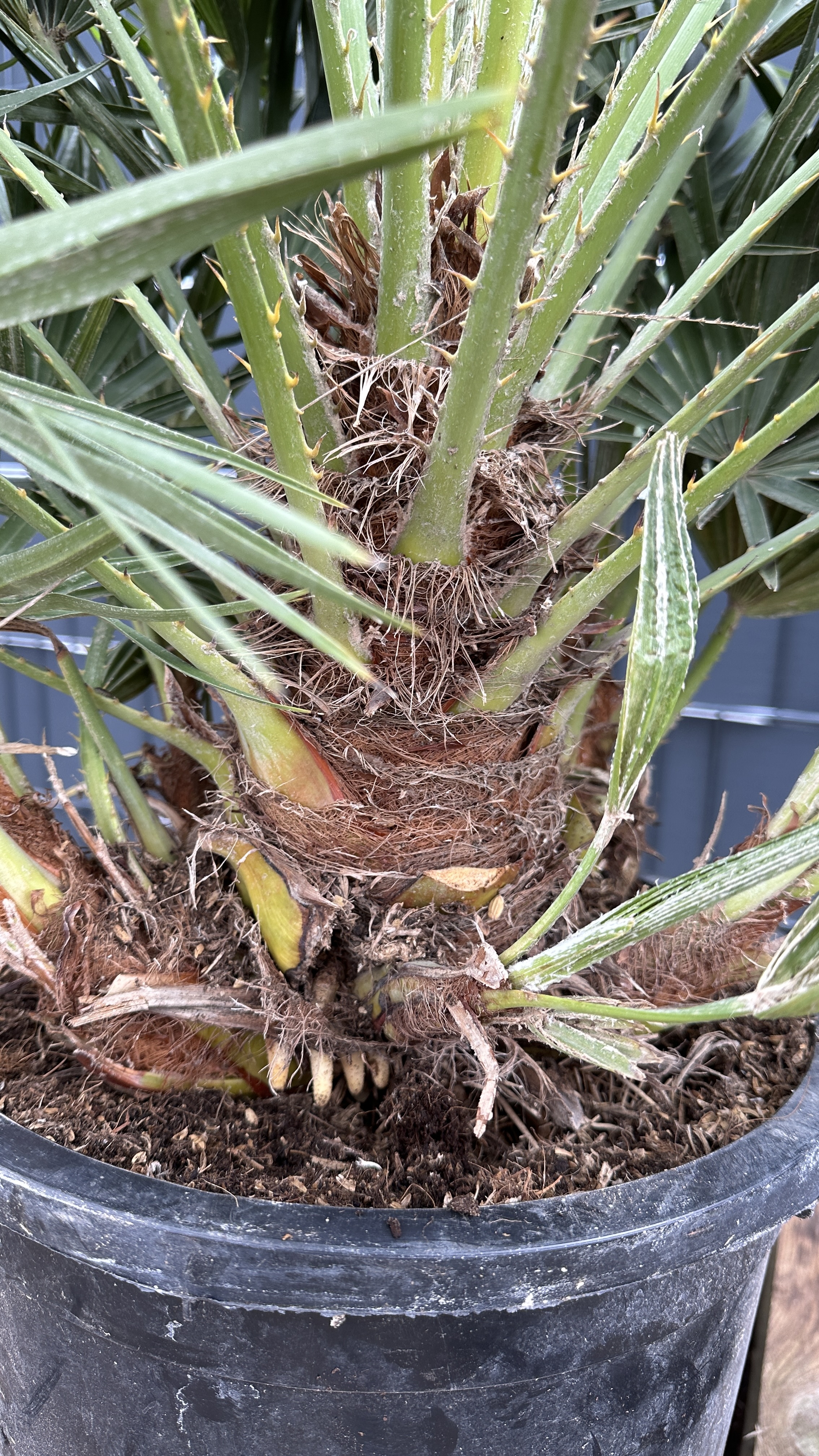 Chamaerops humilis - Zwergpalme 110-130cm