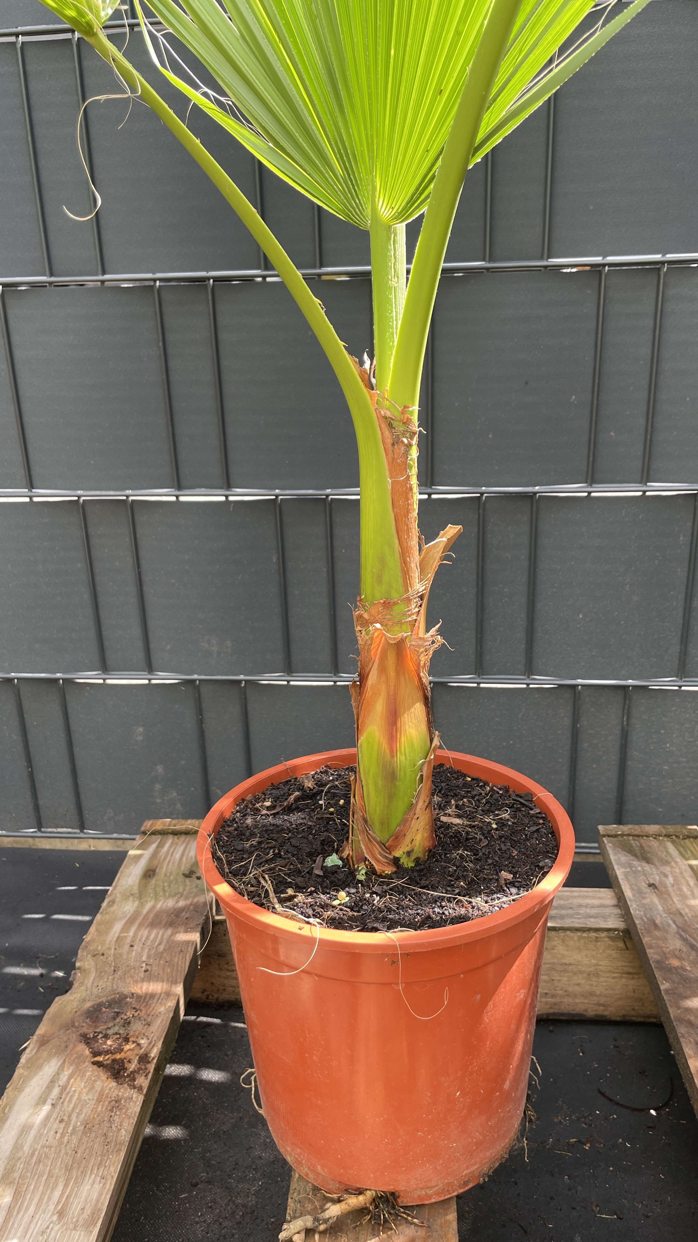 Washingtonia robusta Mexikanische Fächerpalme 85-100cm