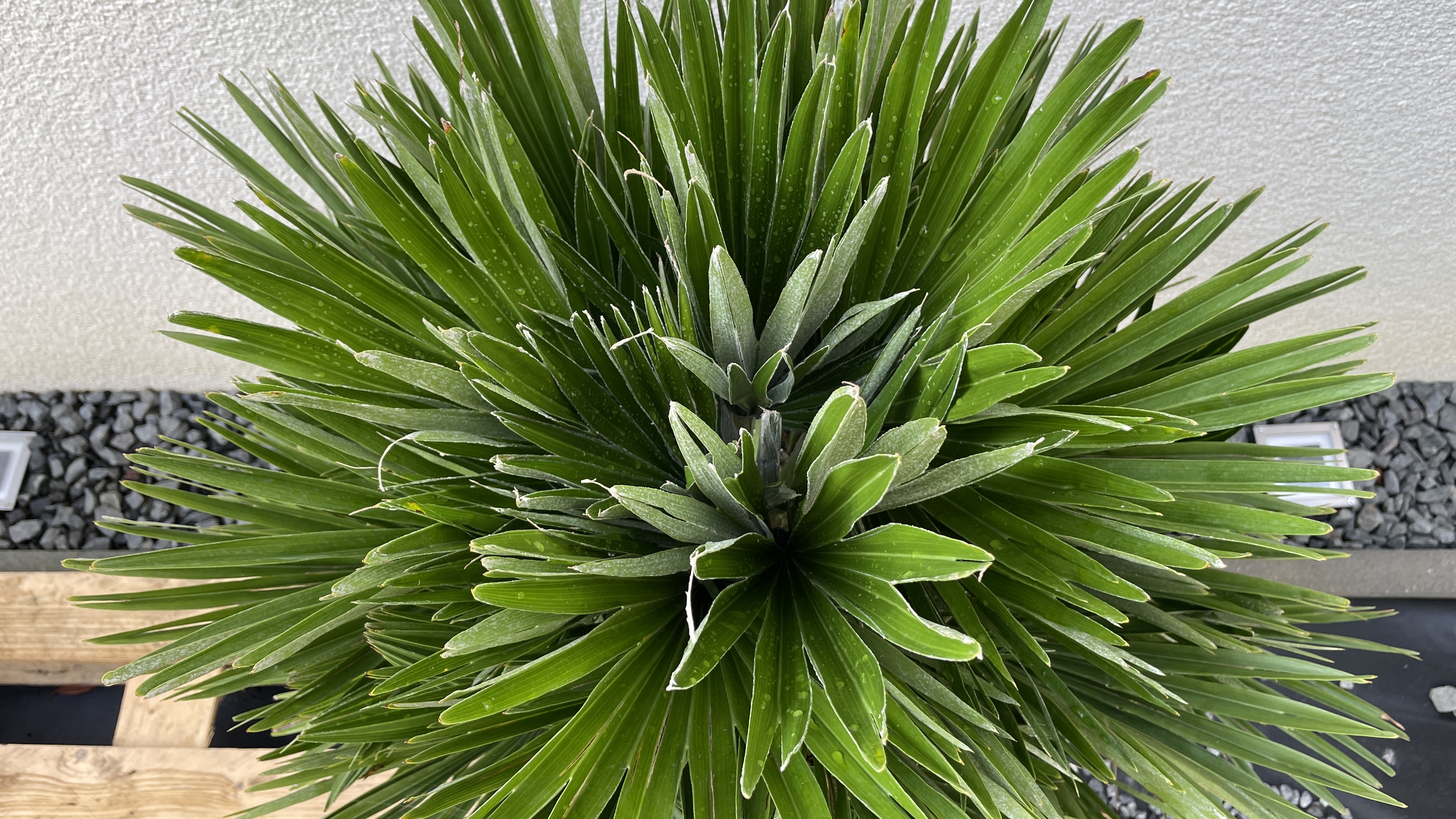 Chamaerops humilis "vulcano" Zwergpalme 90-100cm