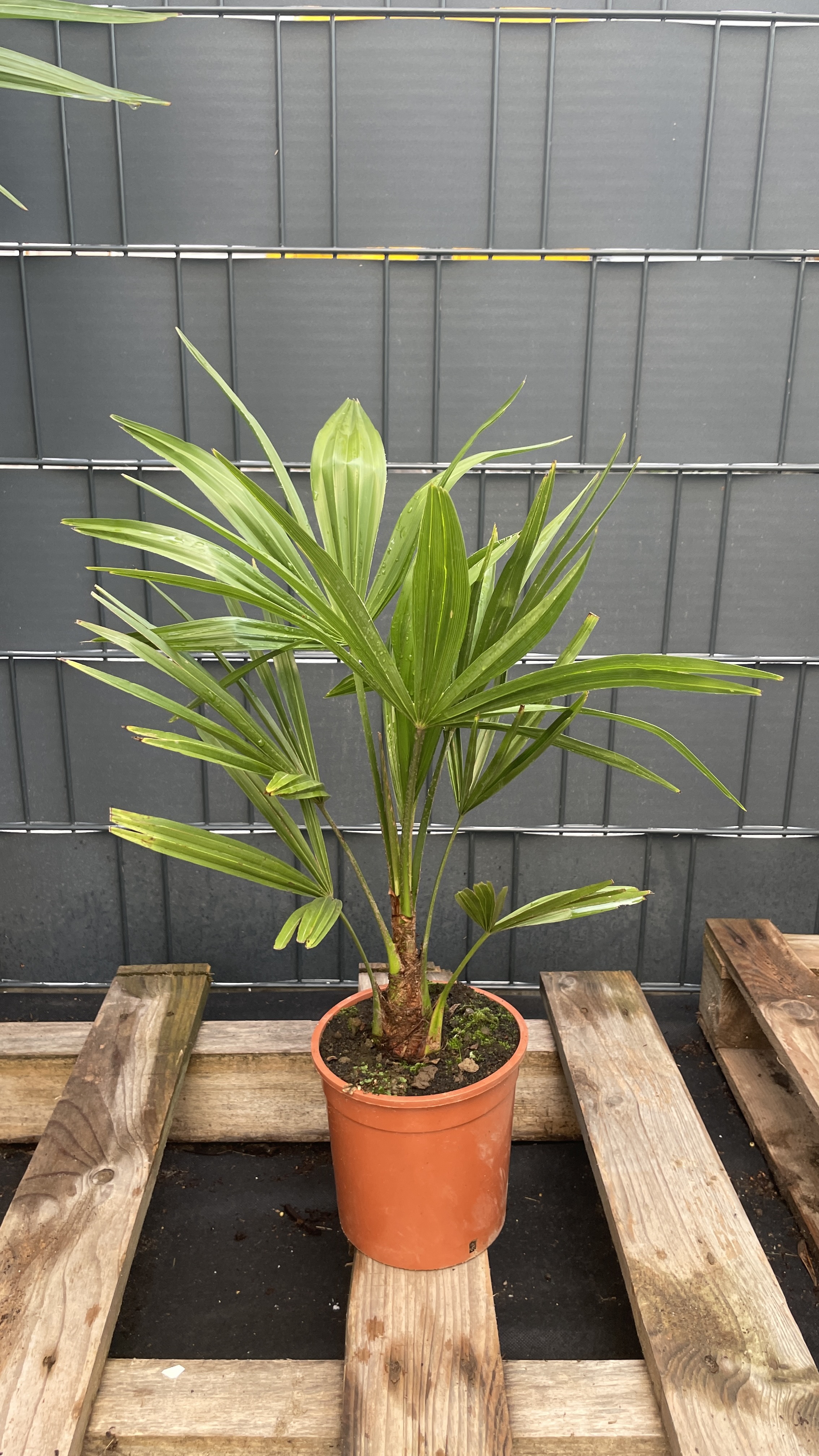 Trachycarpus fortunei Chinesische Hanfpalme 40-45cm