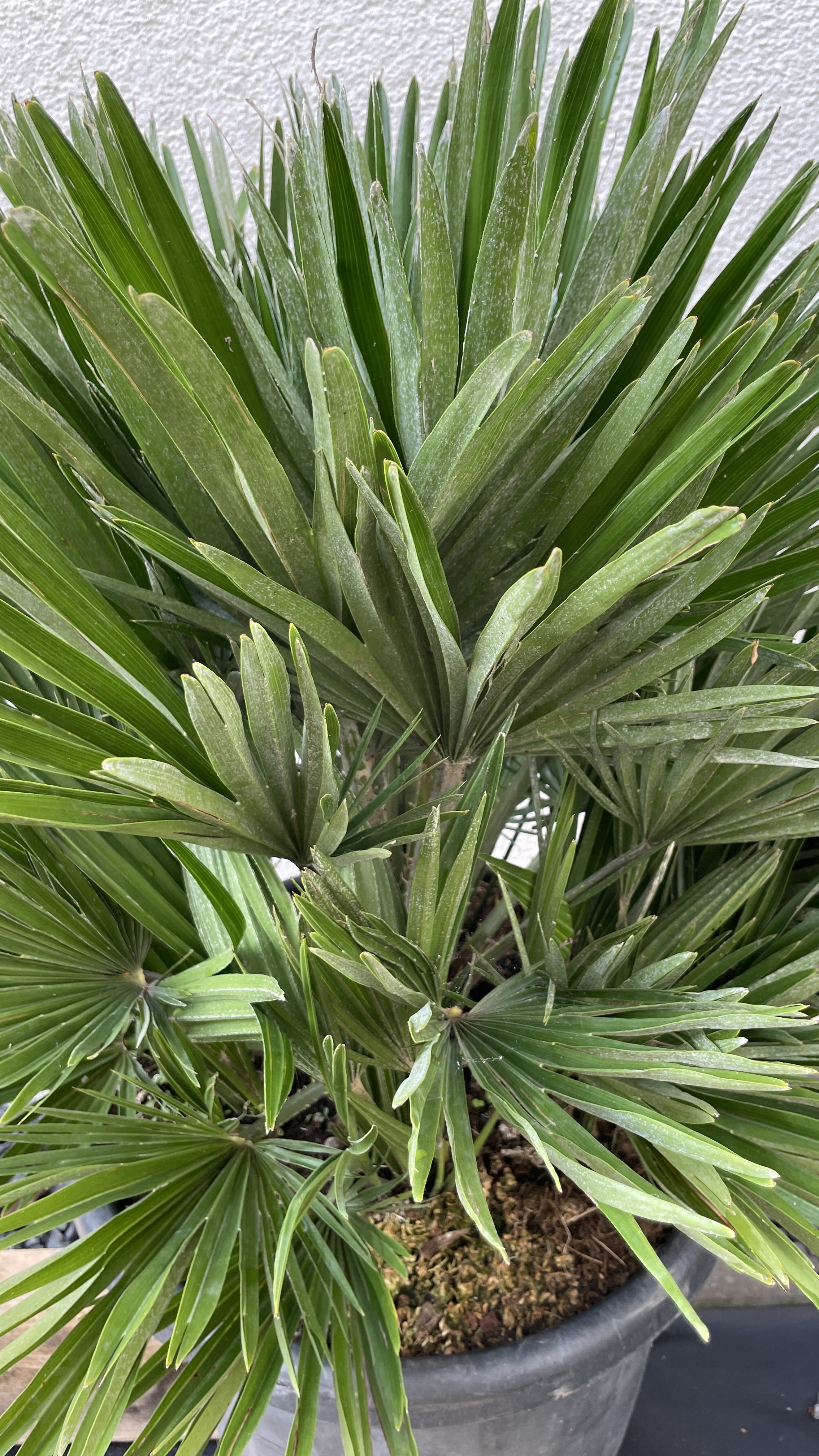 Chamaerops humilis "vulcano" Zwergpalme 90-100cm