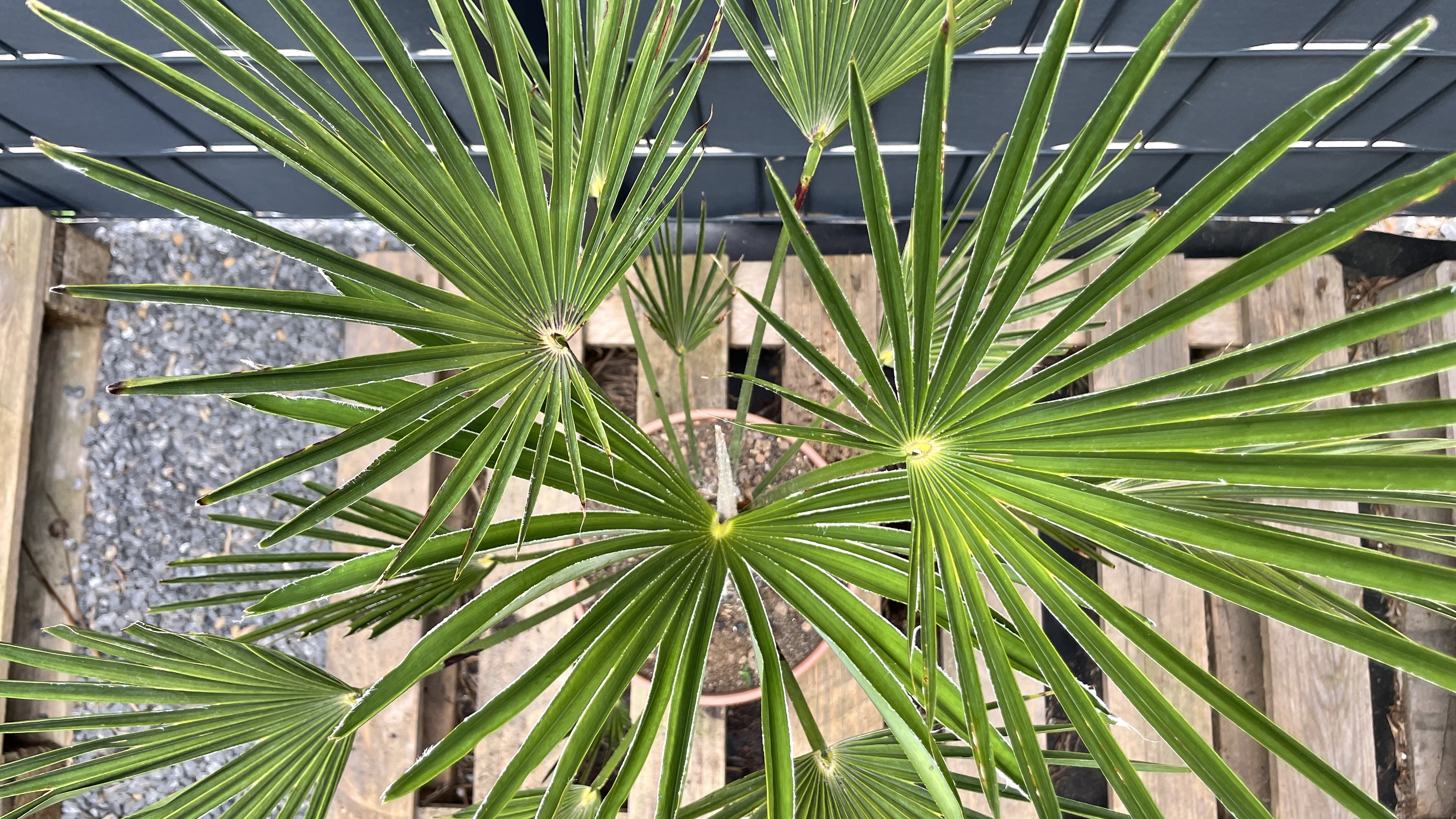 Trachycarpus wagnerianus - Wagners Hanfpalme 80-90cm