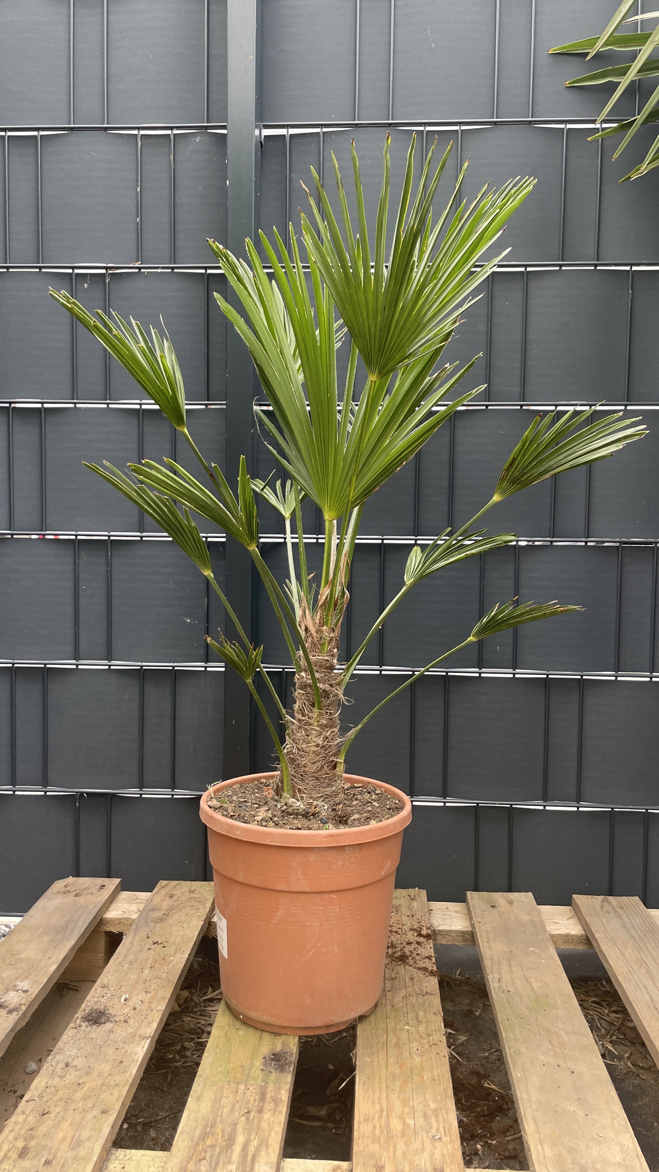 Trachycarpus wagnerianus - Wagners Hanfpalme 80-90cm