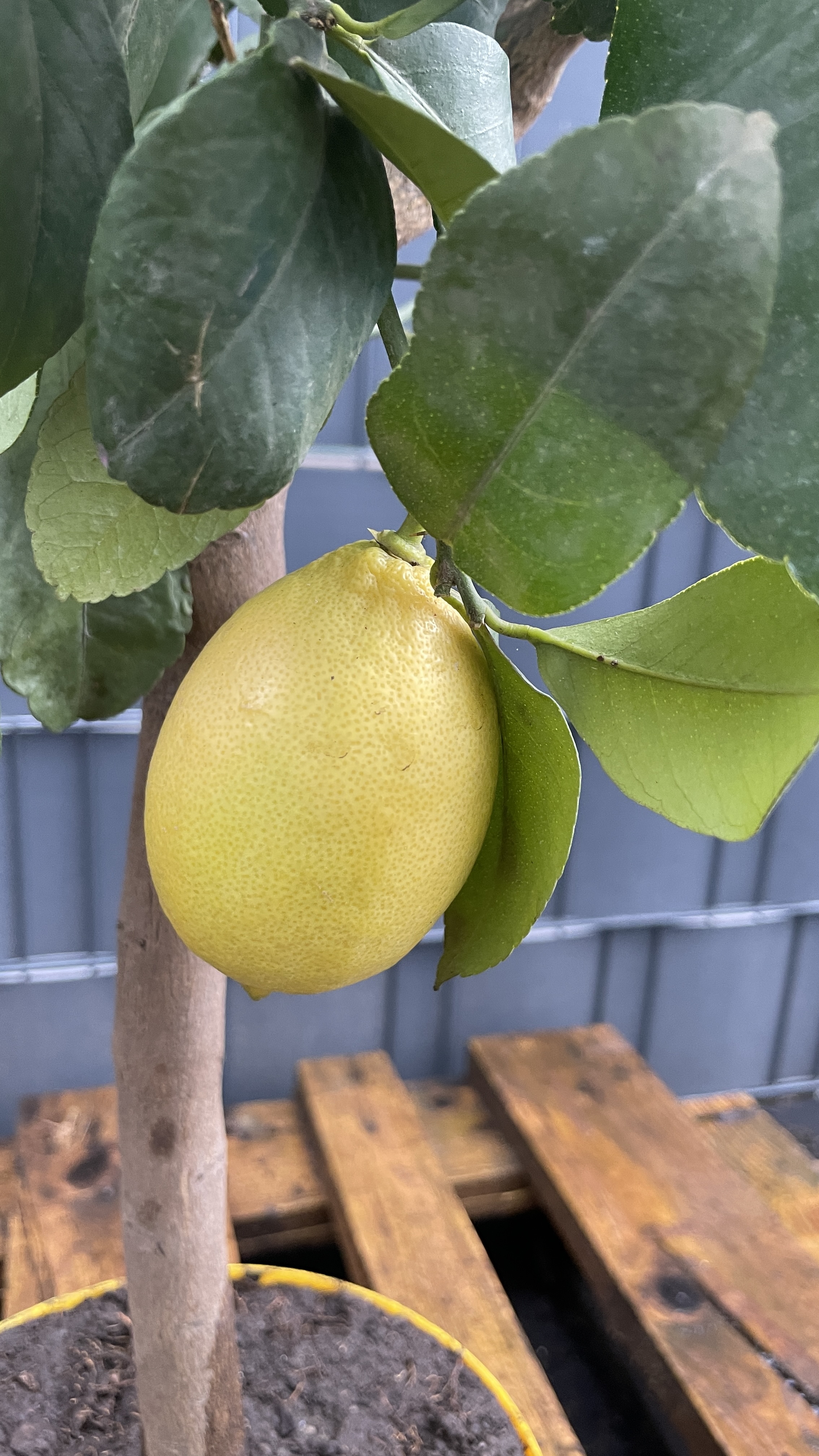 Citrus limon Echter Zitronenbaum 60-75cm