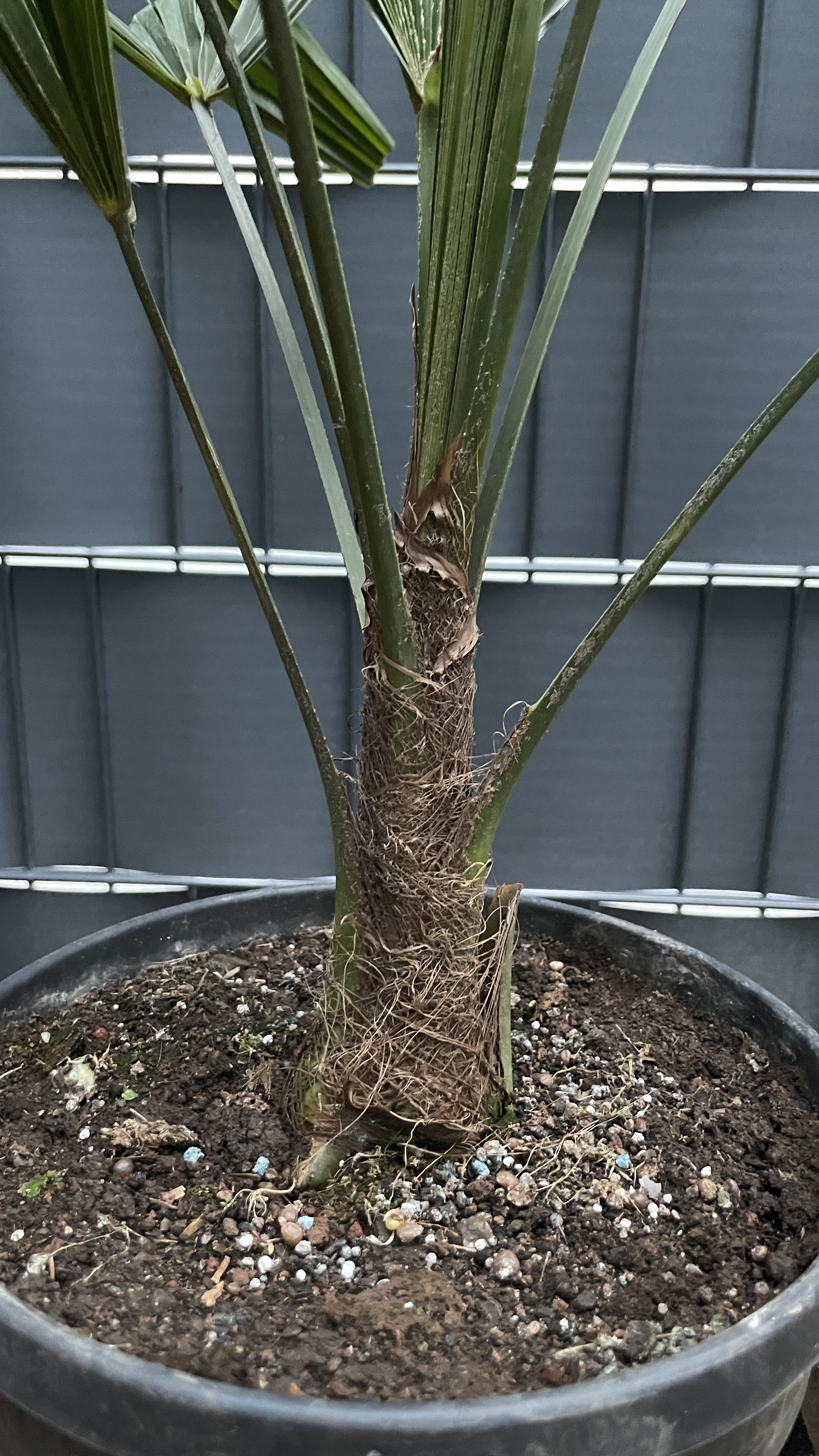 Trachycarpus fortunei Chinesische Hanfpalme 60-70cm