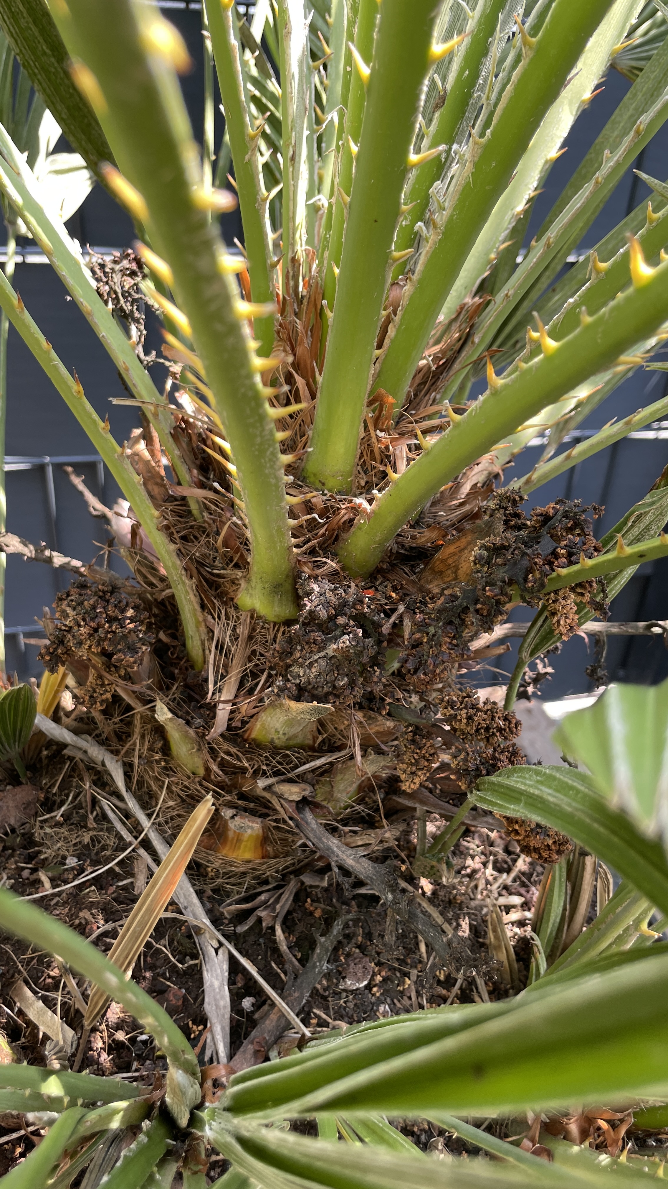 Chamaerops humilis vs. vulcano - Zwergpalme Kreuzung 125cm