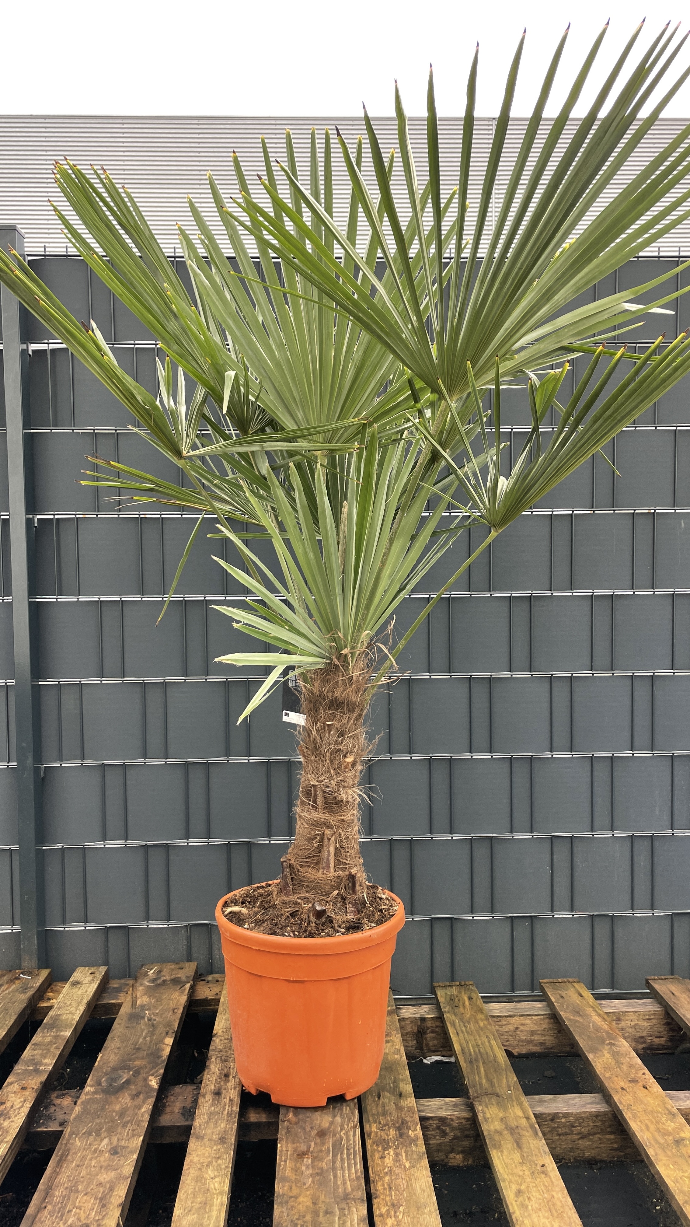 Trachycarpus fortunei Chinesische Hanfpalme 150-160cm