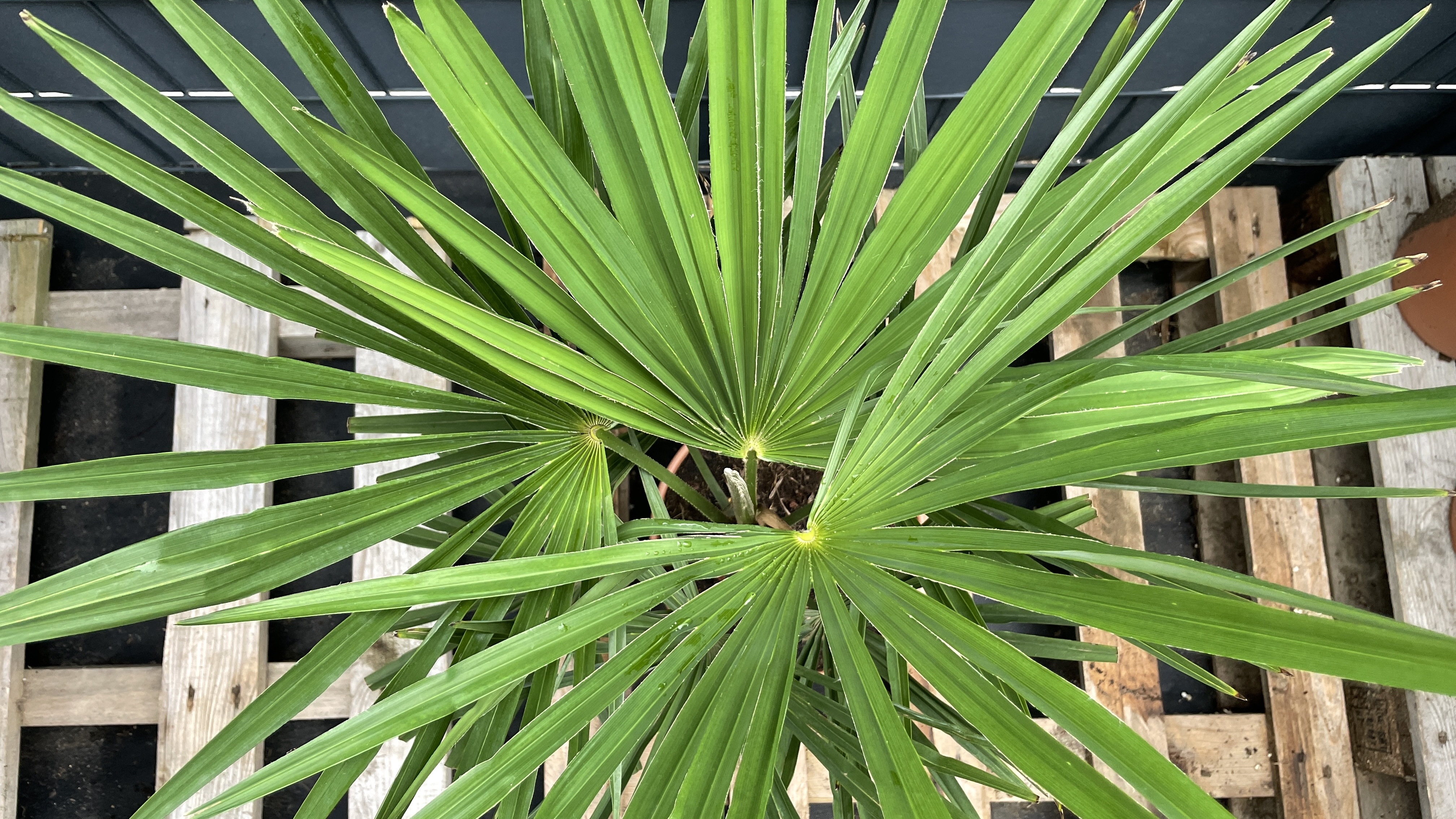 Trachycarpus fortunei Chinesische Hanfpalme 70-80cm