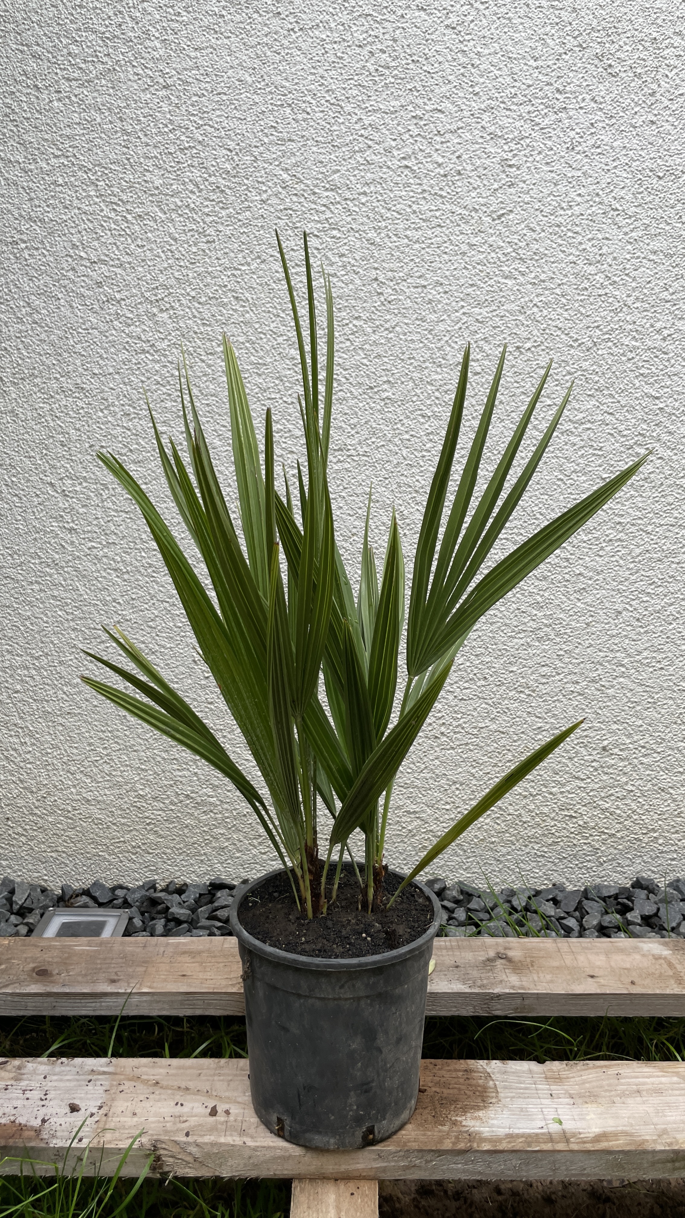 Chamaerops humilis - Zwergpalme Doppelstamm 40-55cm