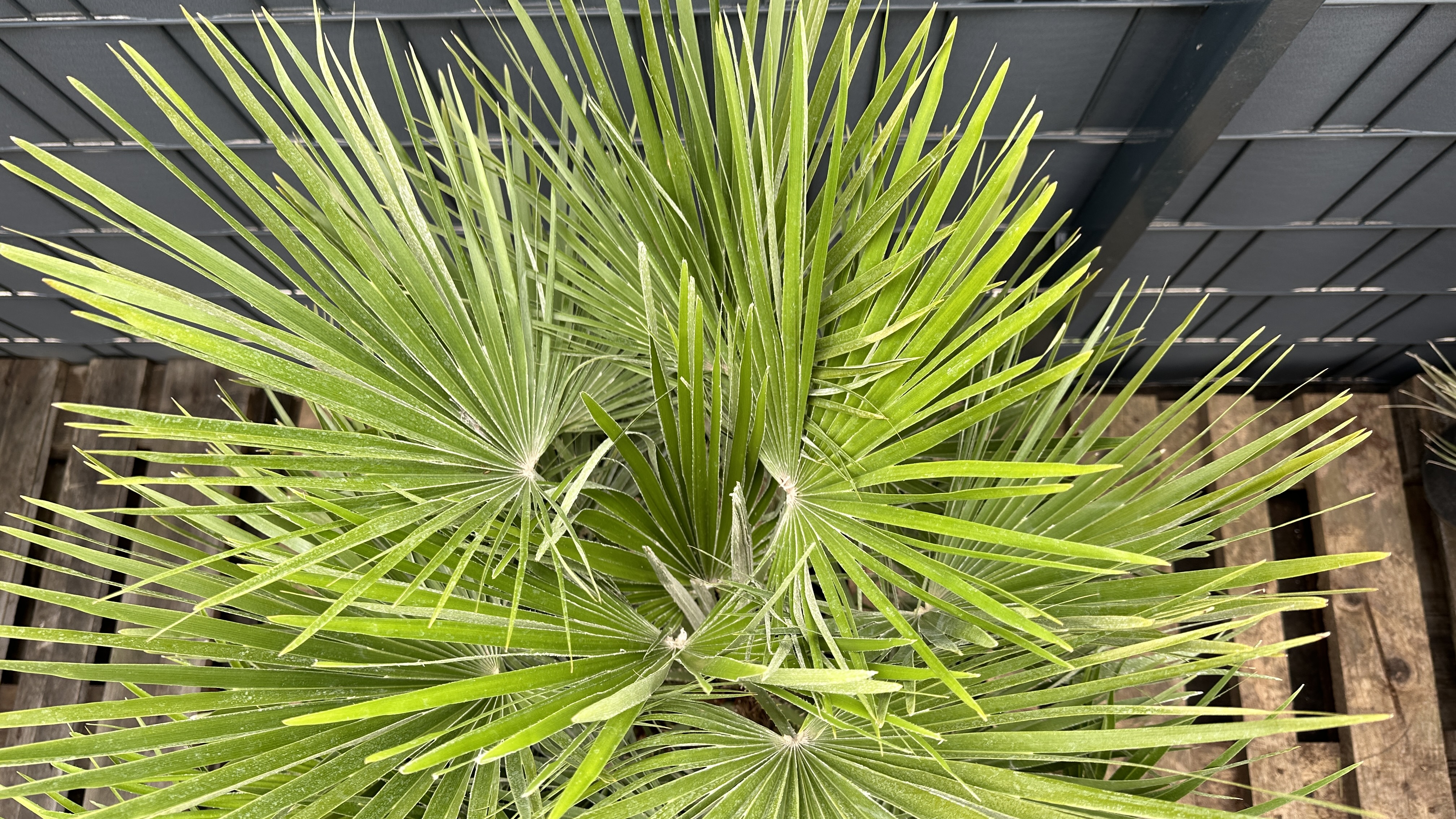 Chamaerops humilis - Zwergpalme 110-130cm