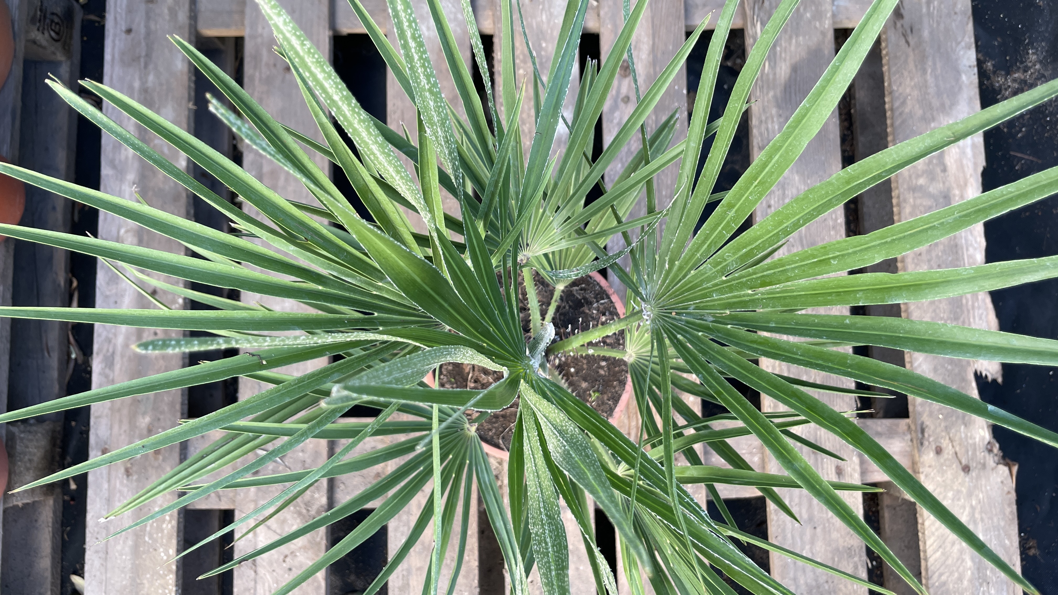 Chamaerops humilis - Zwergpalme 60-75cm