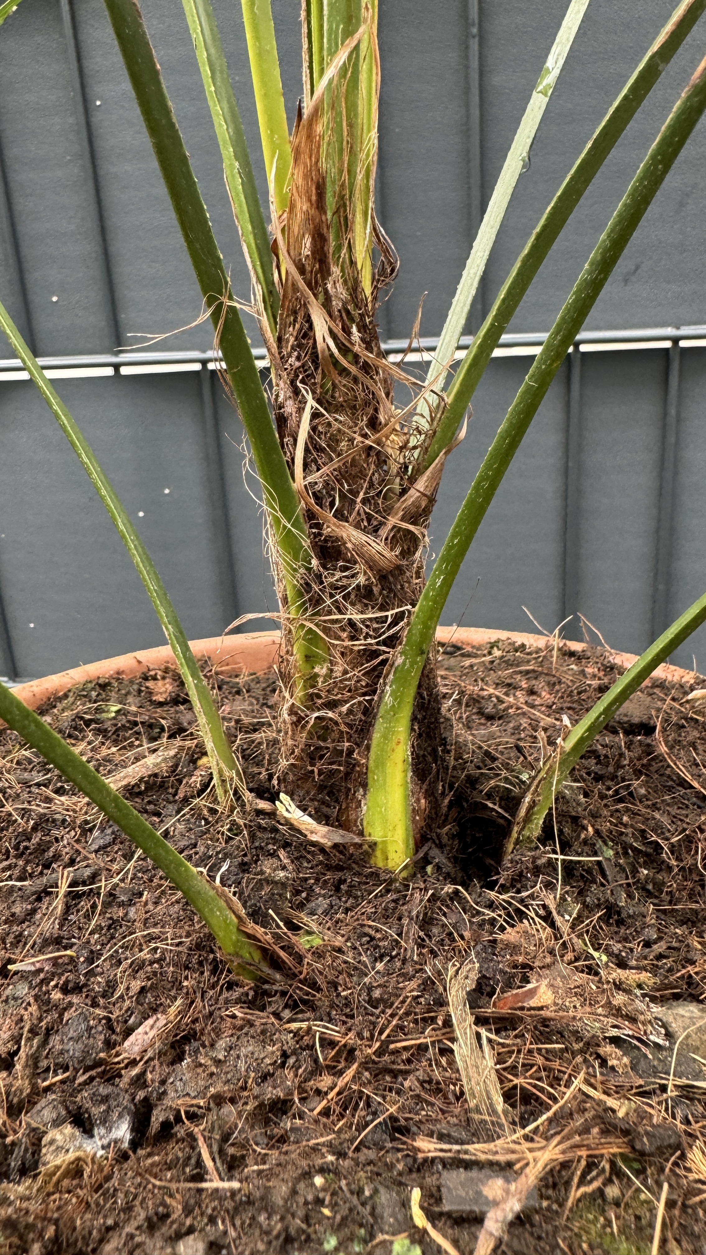 Trachycarpus wagnerianus - Wagners Hanfpalme 65-75cm