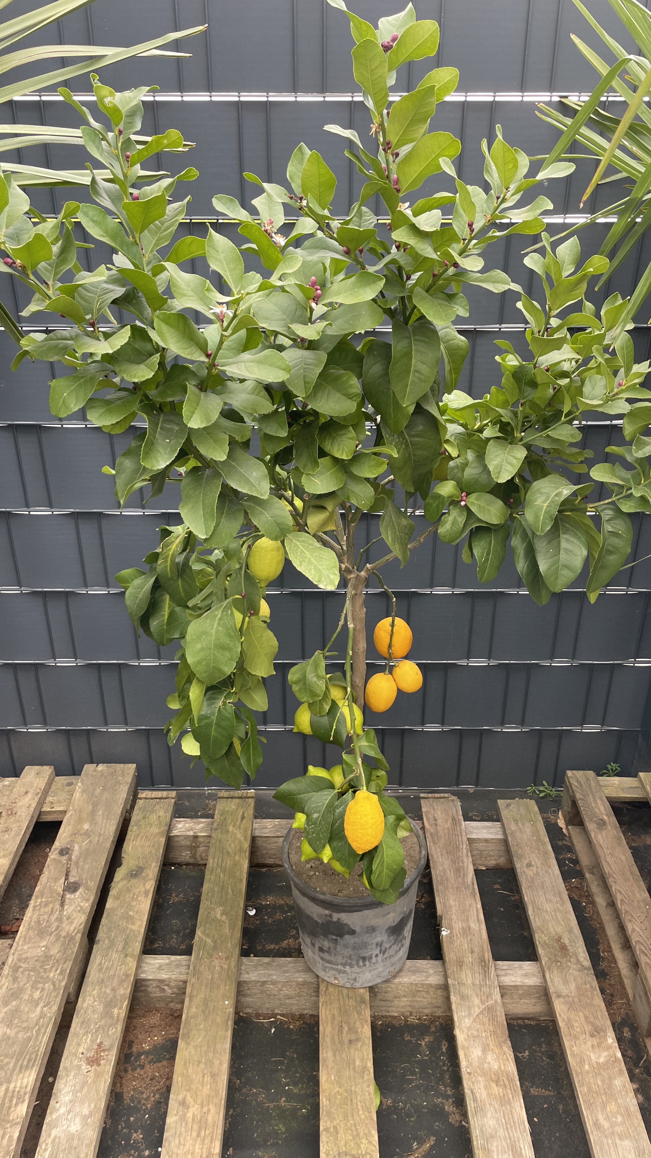 Citrus limon Echter Zitronenbaum 120-140cm