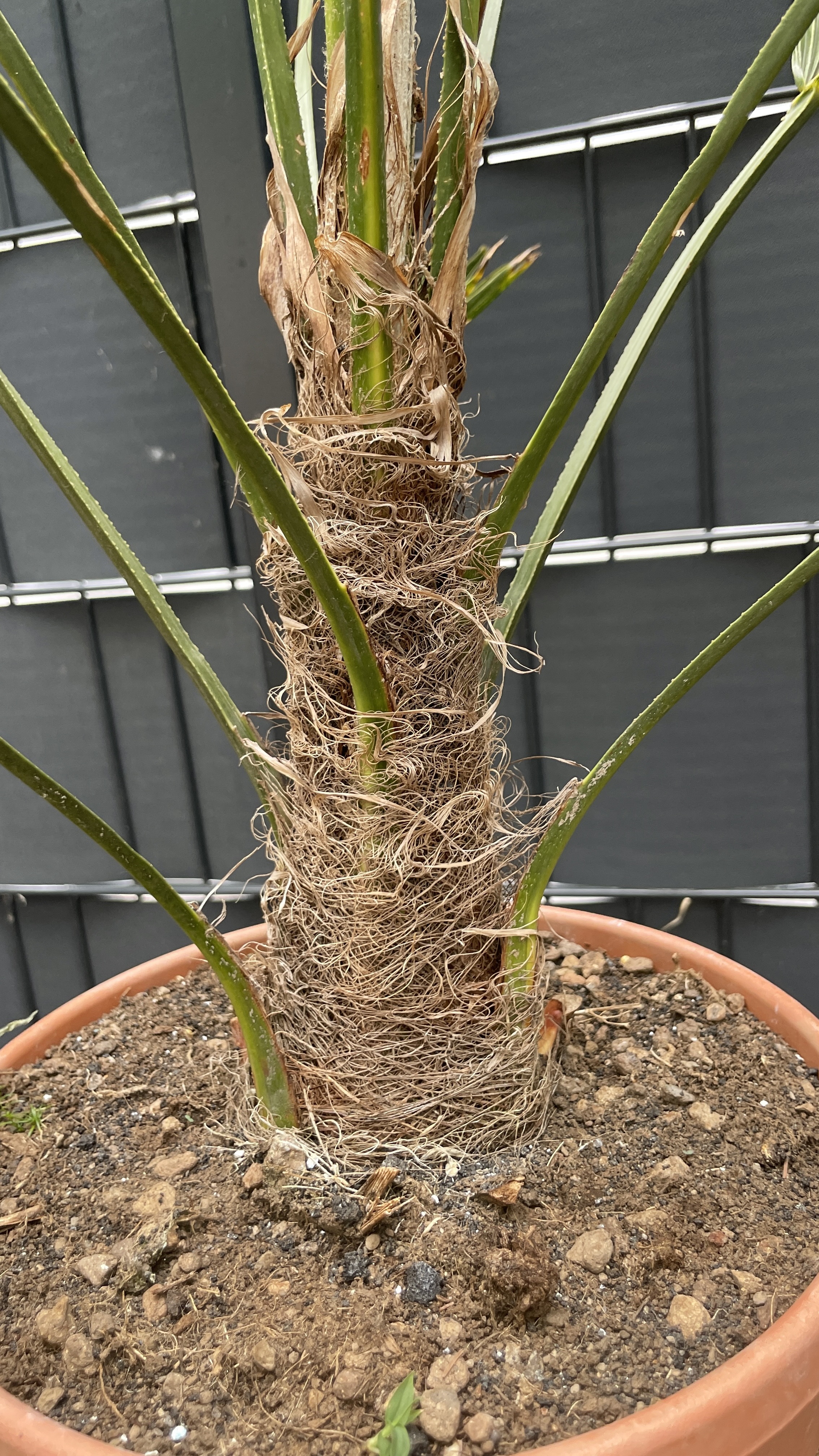 Trachycarpus wagnerianus - Wagners Hanfpalme 80-90cm