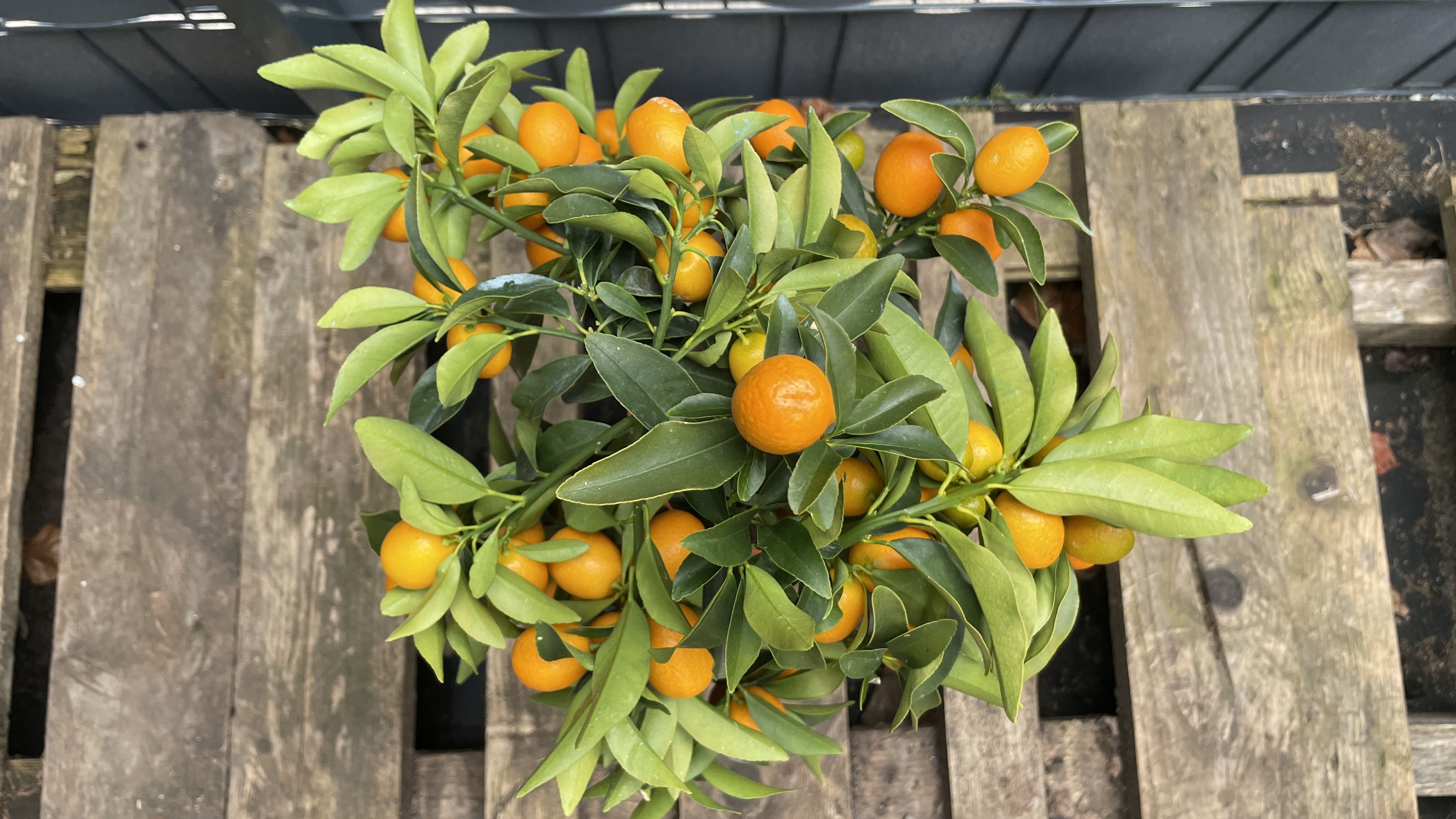 Fortunella margarita Kumquat Zwergorange 50-60cm