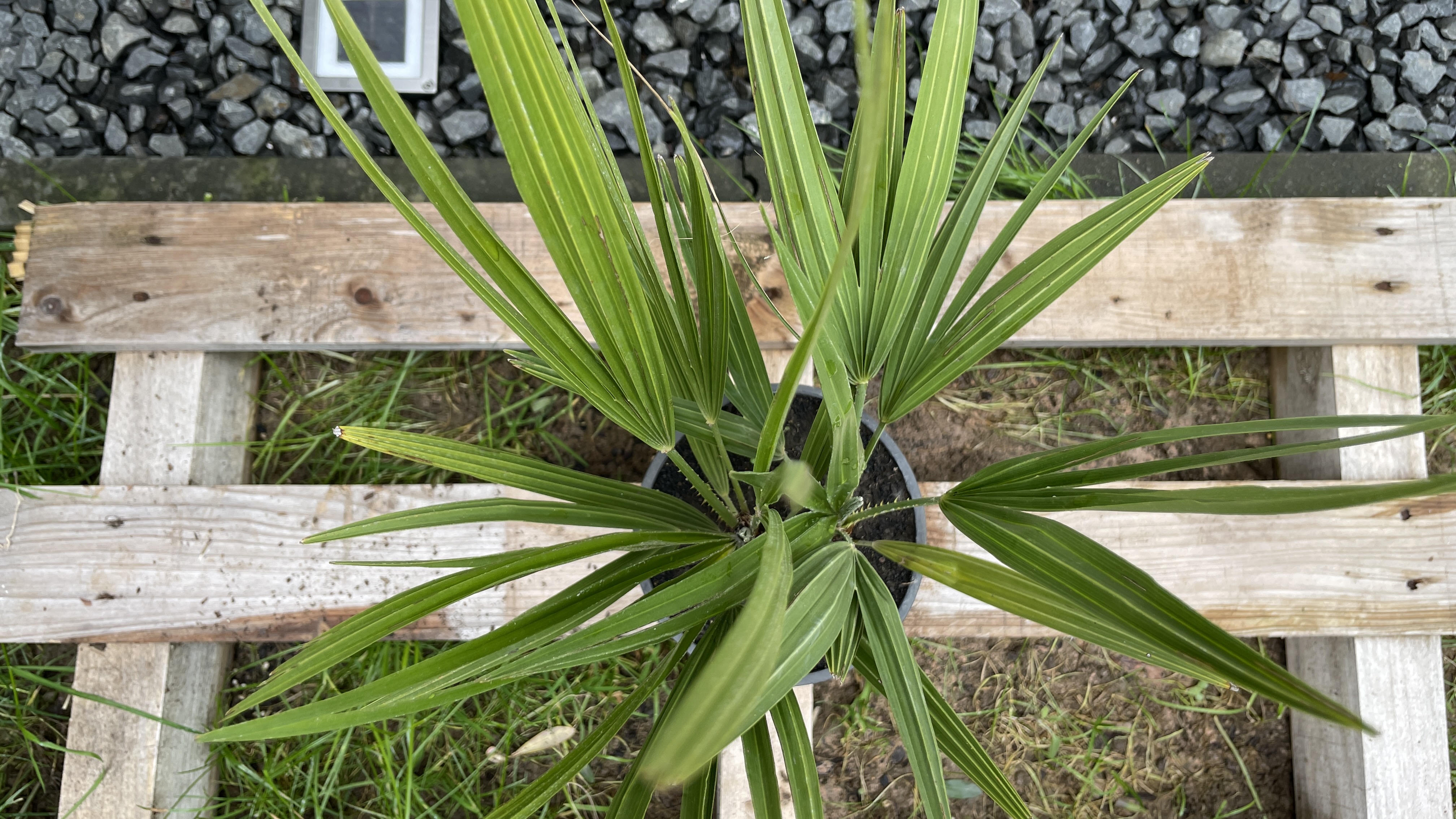 Chamaerops humilis - Zwergpalme Doppelstamm 40-55cm