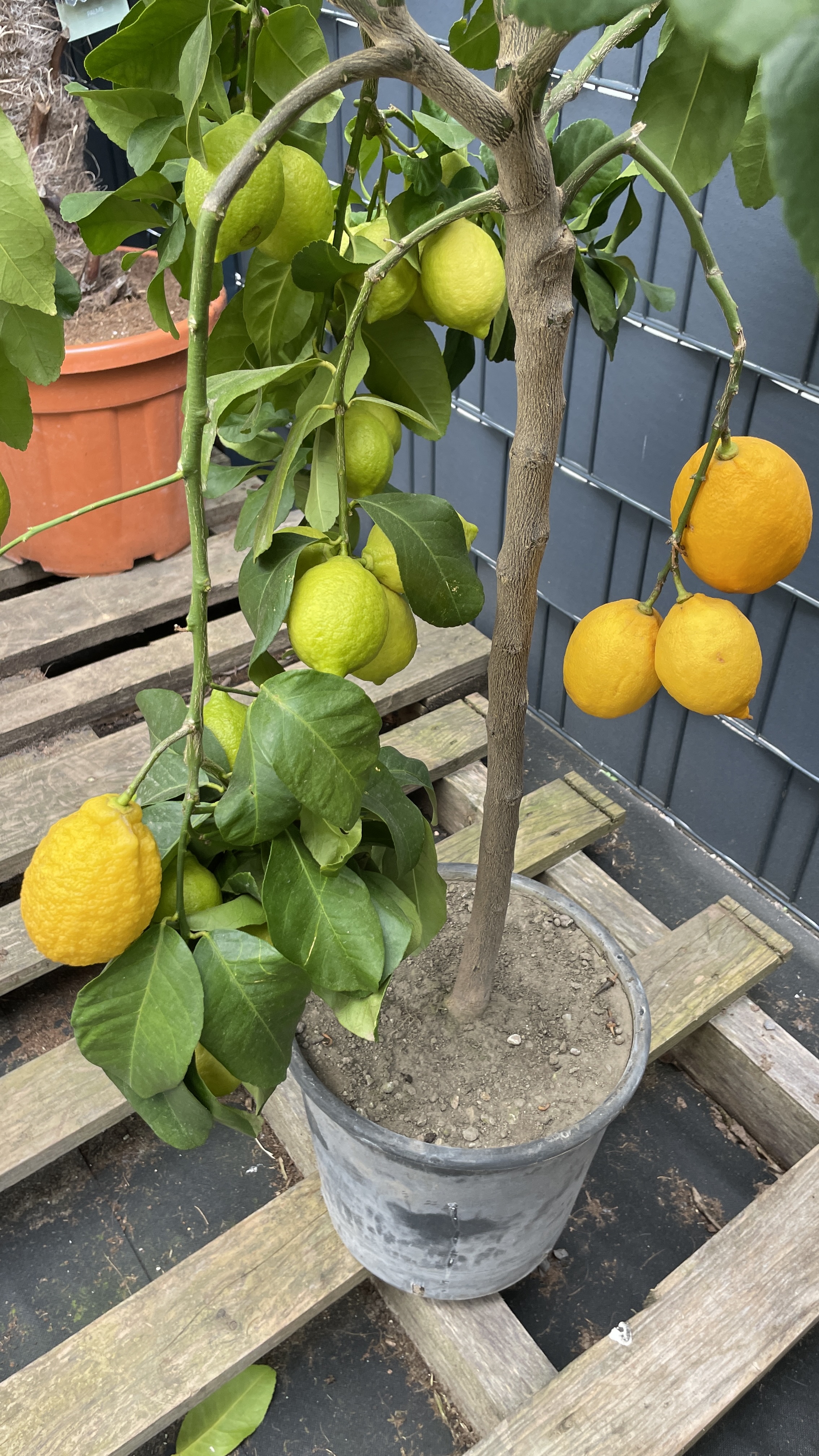 Citrus limon Echter Zitronenbaum 120-140cm