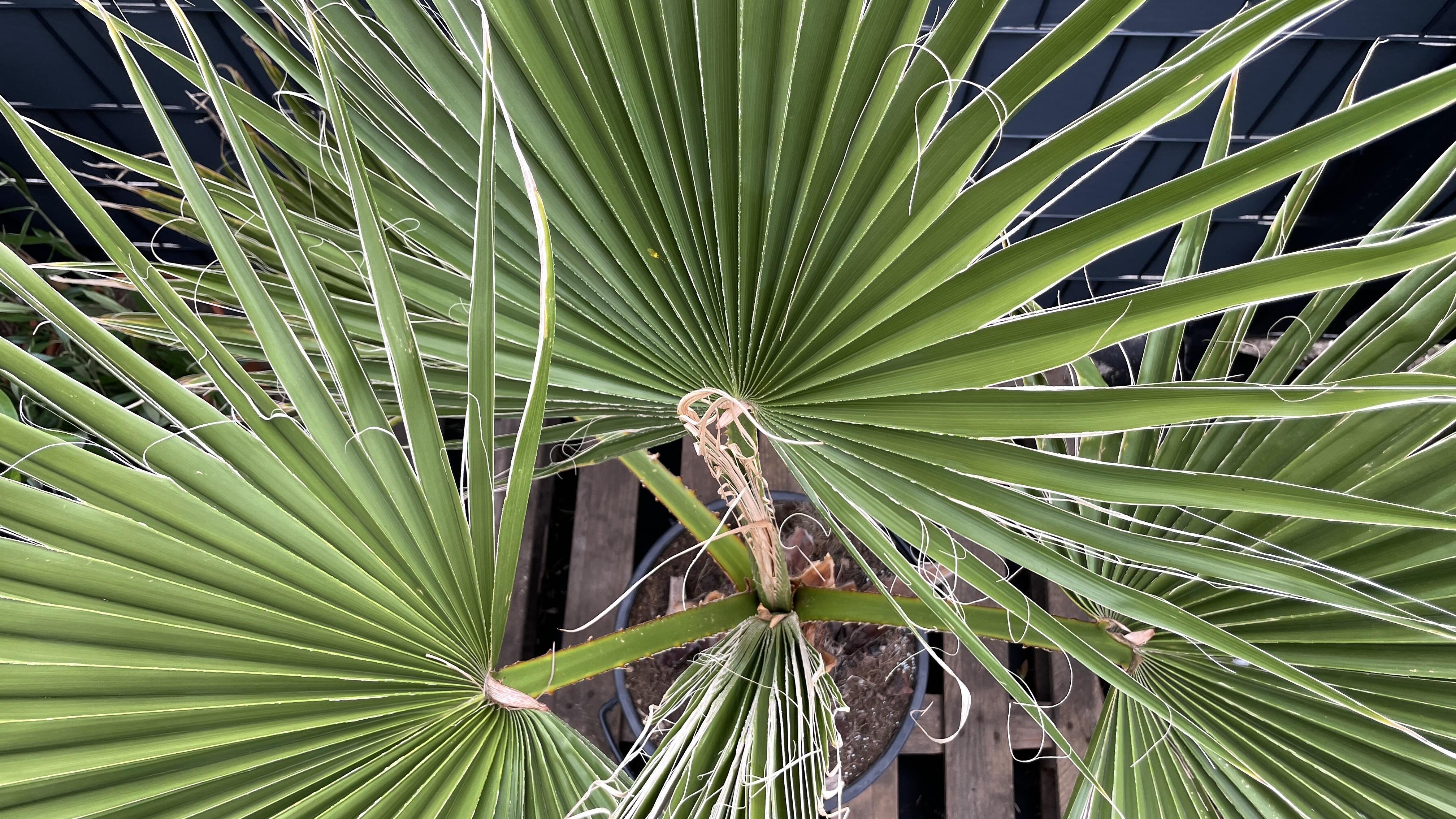 Washingtonia robusta Mexikanische Fächerpalme 150-180cm