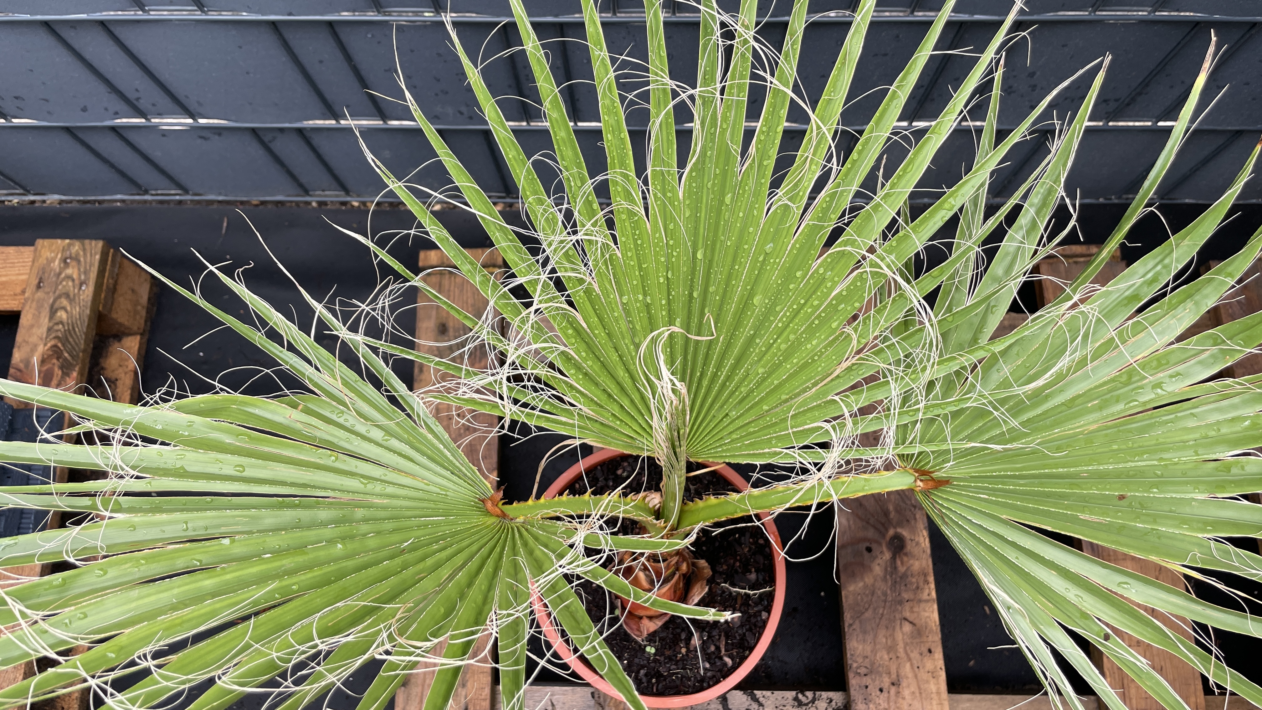 Washingtonia robusta Mexikanische Fächerpalme 60-70cm