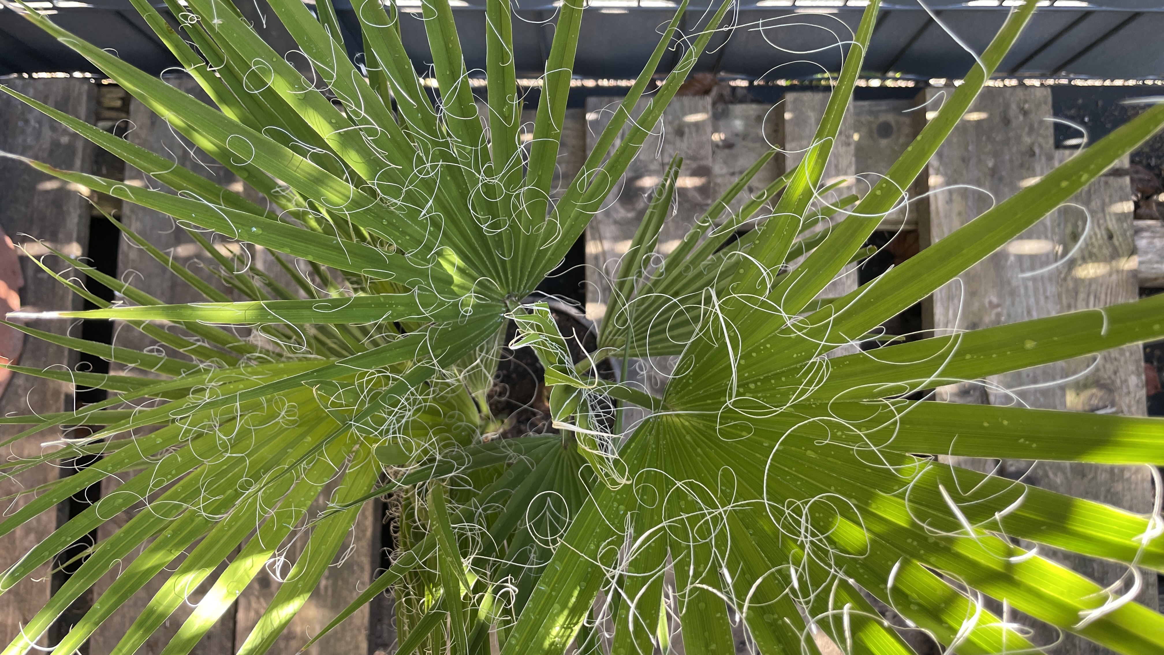 Washingtonia robusta Mexikanische Fächerpalme Multistamm 65-80cm