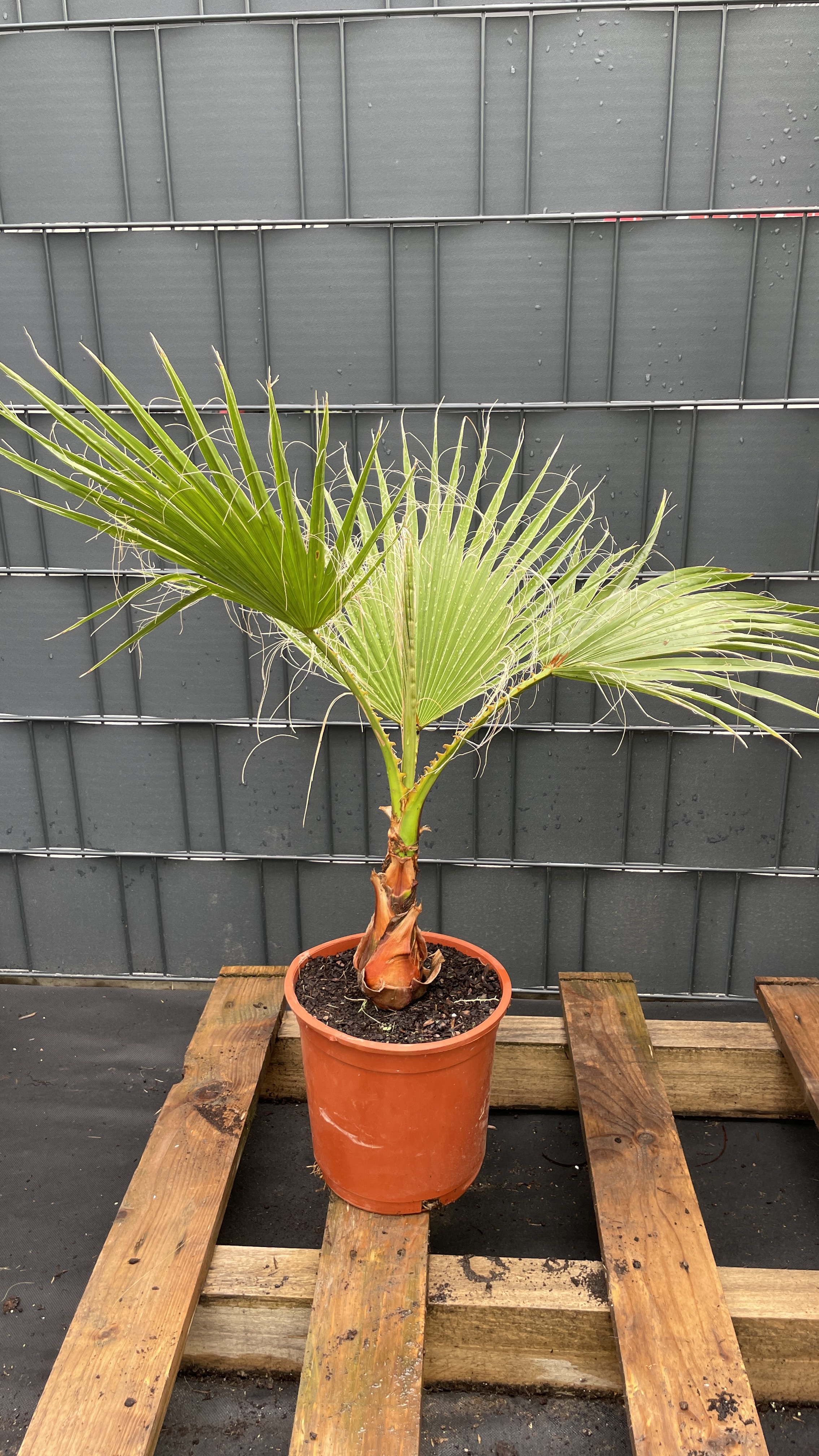 Washingtonia robusta Mexikanische Fächerpalme 60-70cm