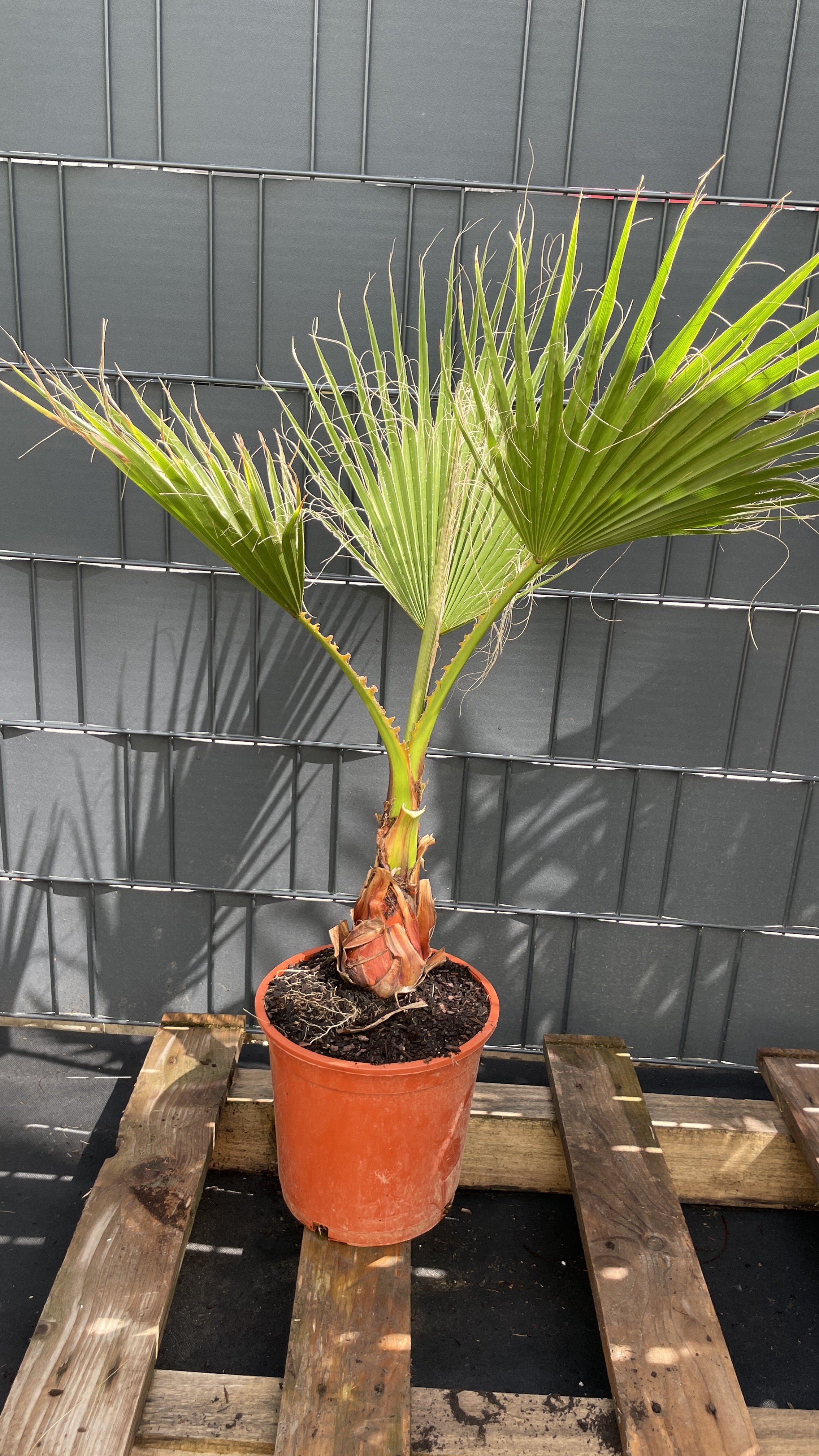 Washingtonia robusta Mexikanische Fächerpalme 70-80cm