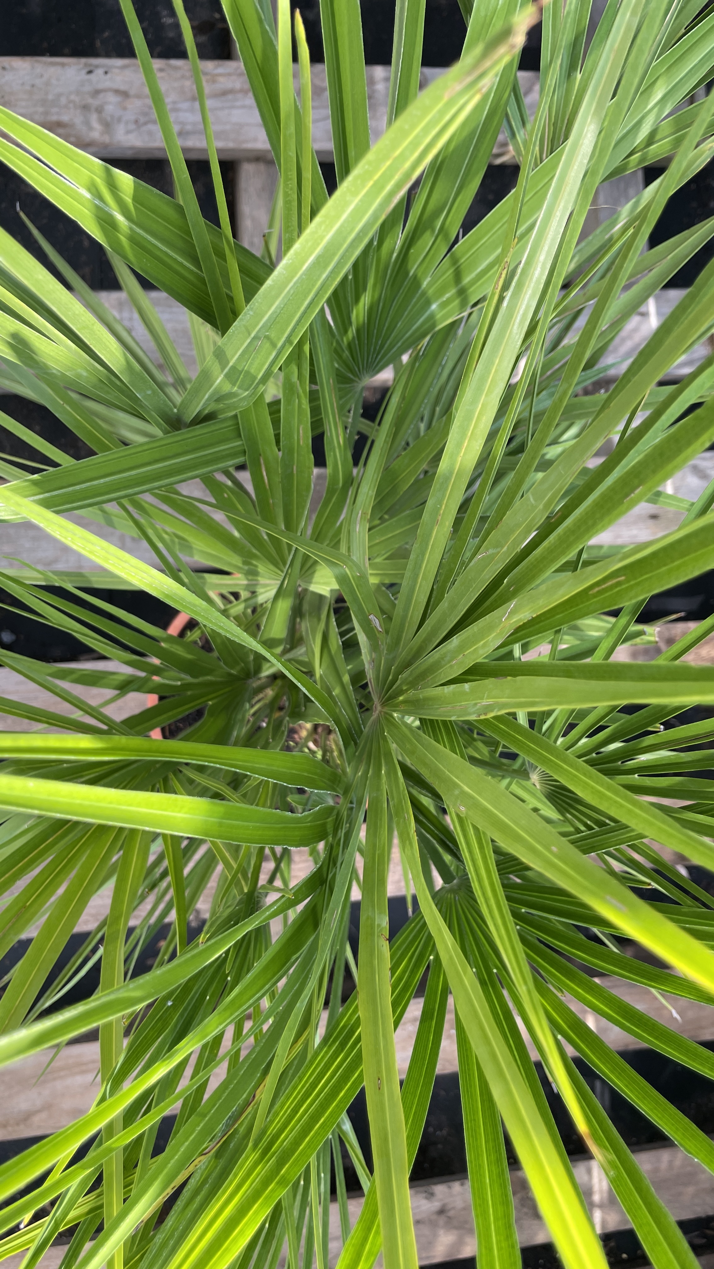 Chamaerops humilis - Zwergpalme, Doppelstamm 75-85cm