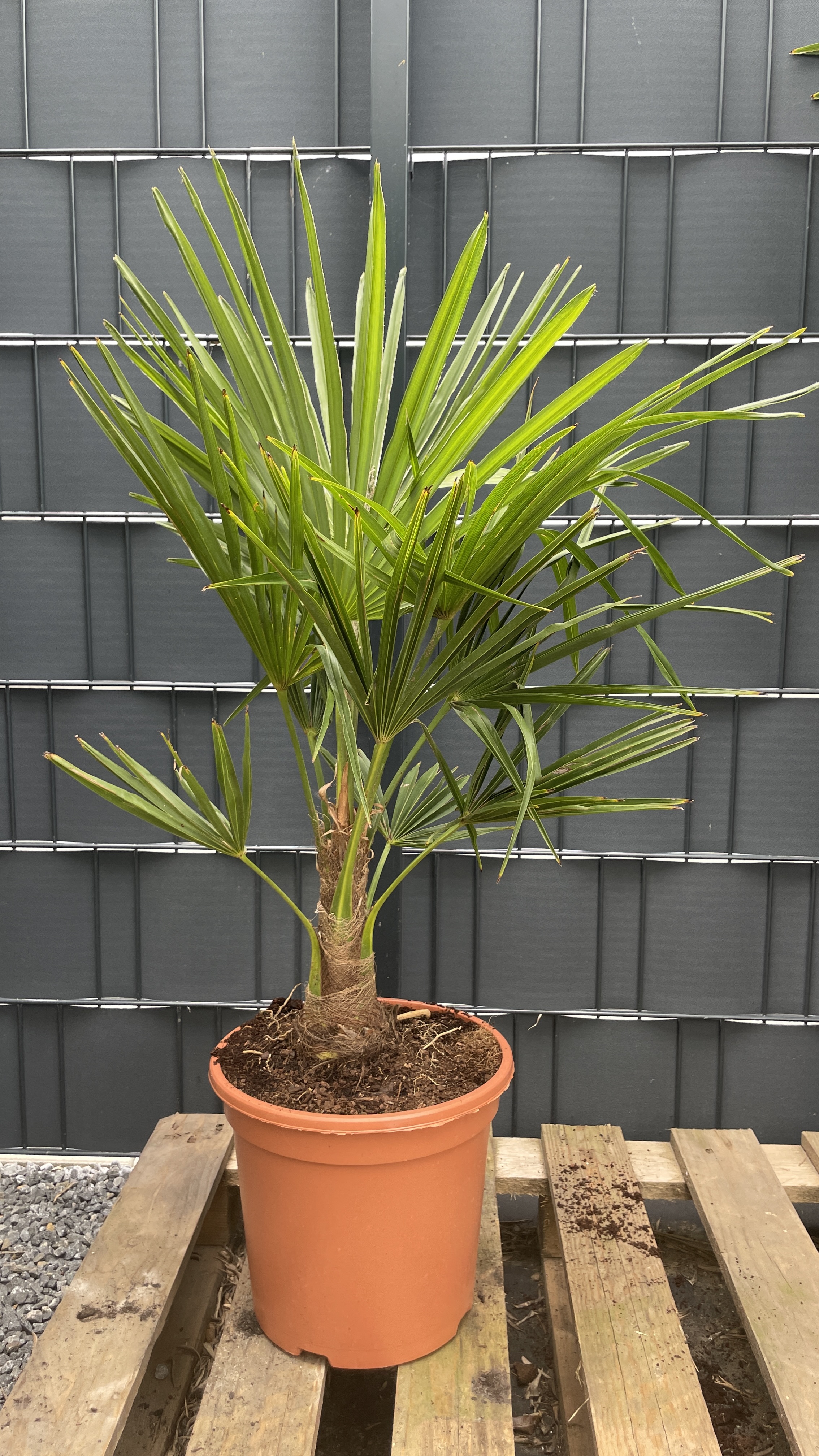 Trachycarpus fortunei Chinesische Hanfpalme 85-95cm