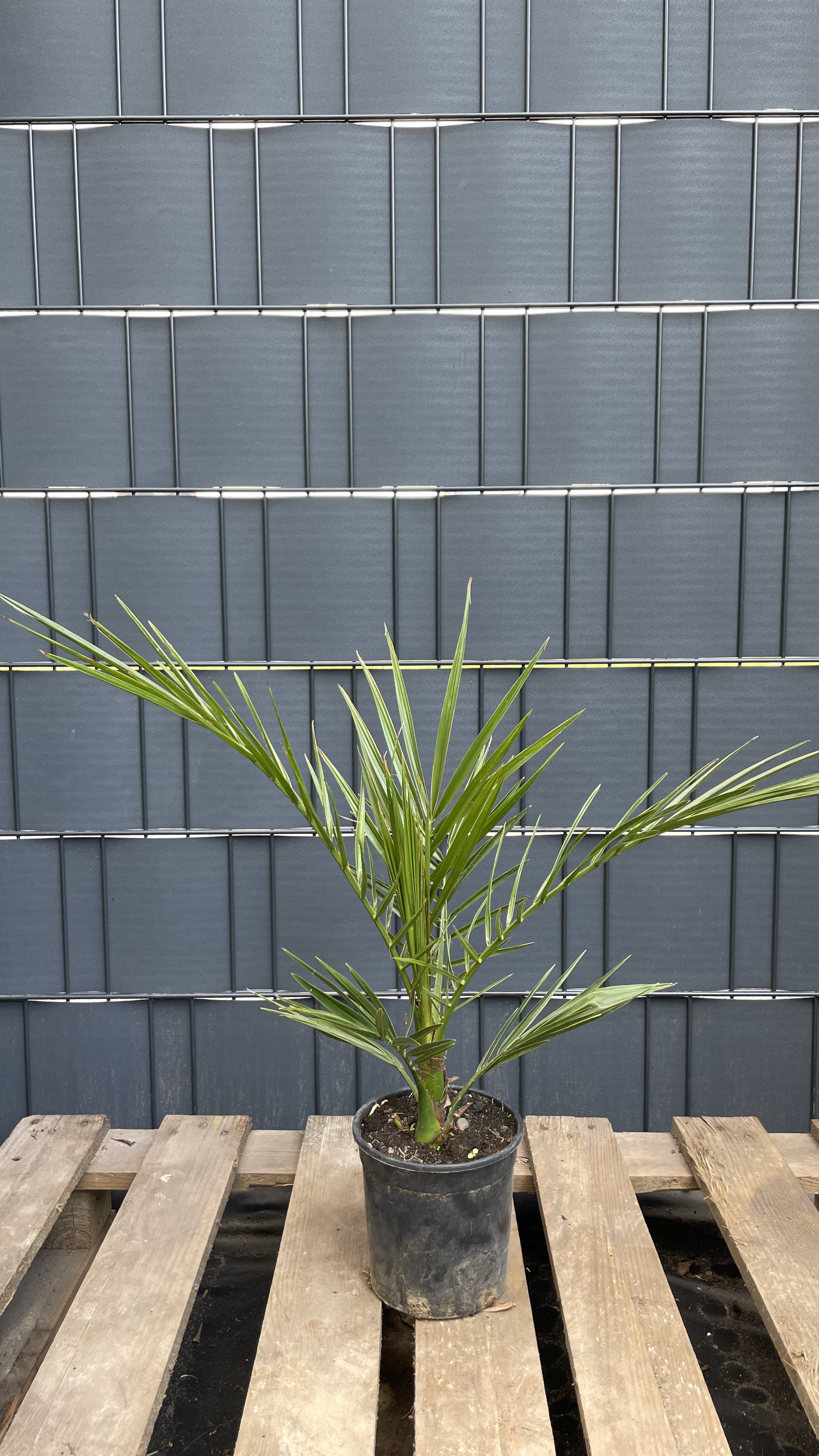 Phoenix canariensis Kanarische Dattelpalme 60-70cm