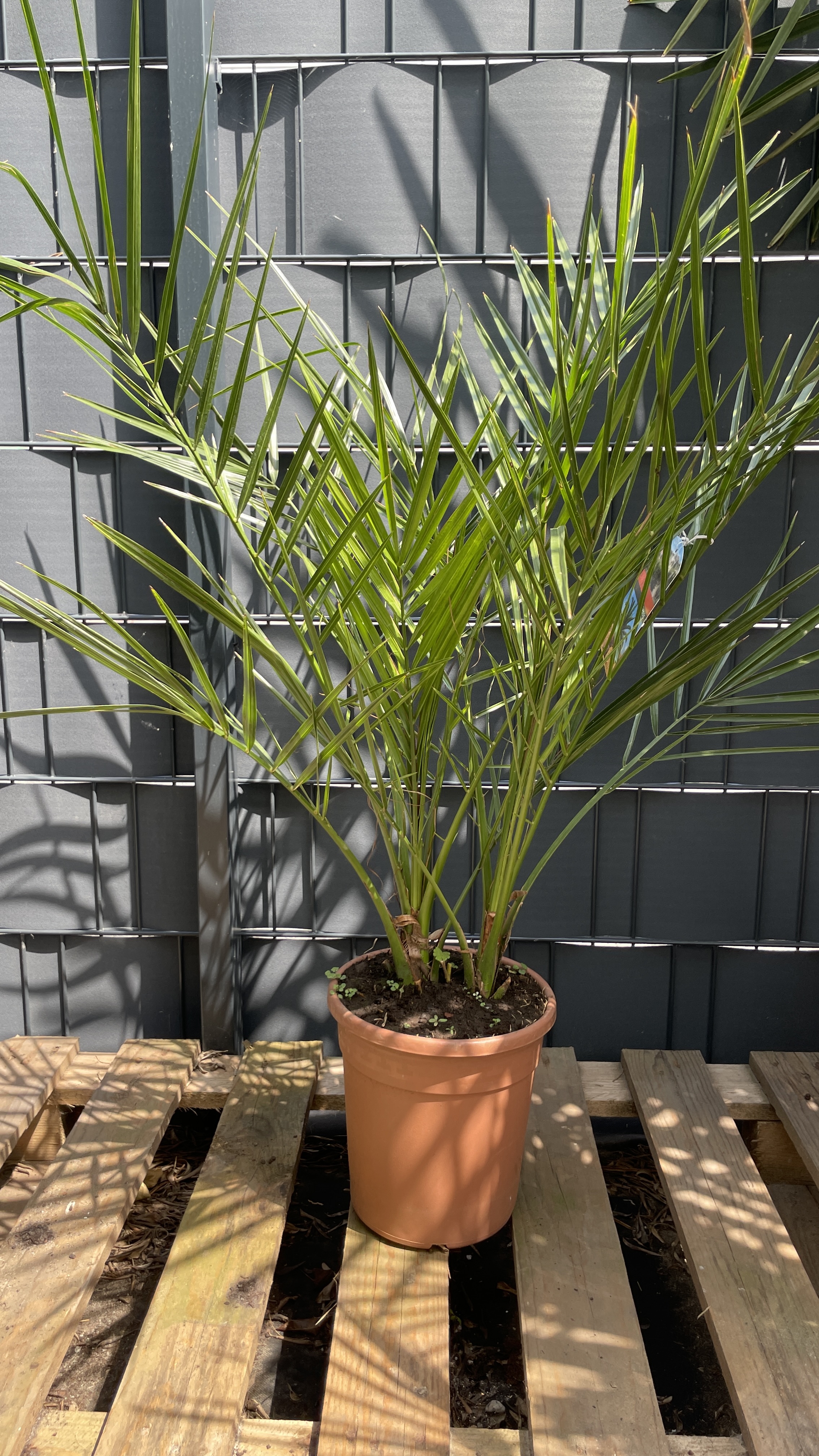 Phoenix canariensis Kanarische Dattelpalme Doppelstamm 90-100cm