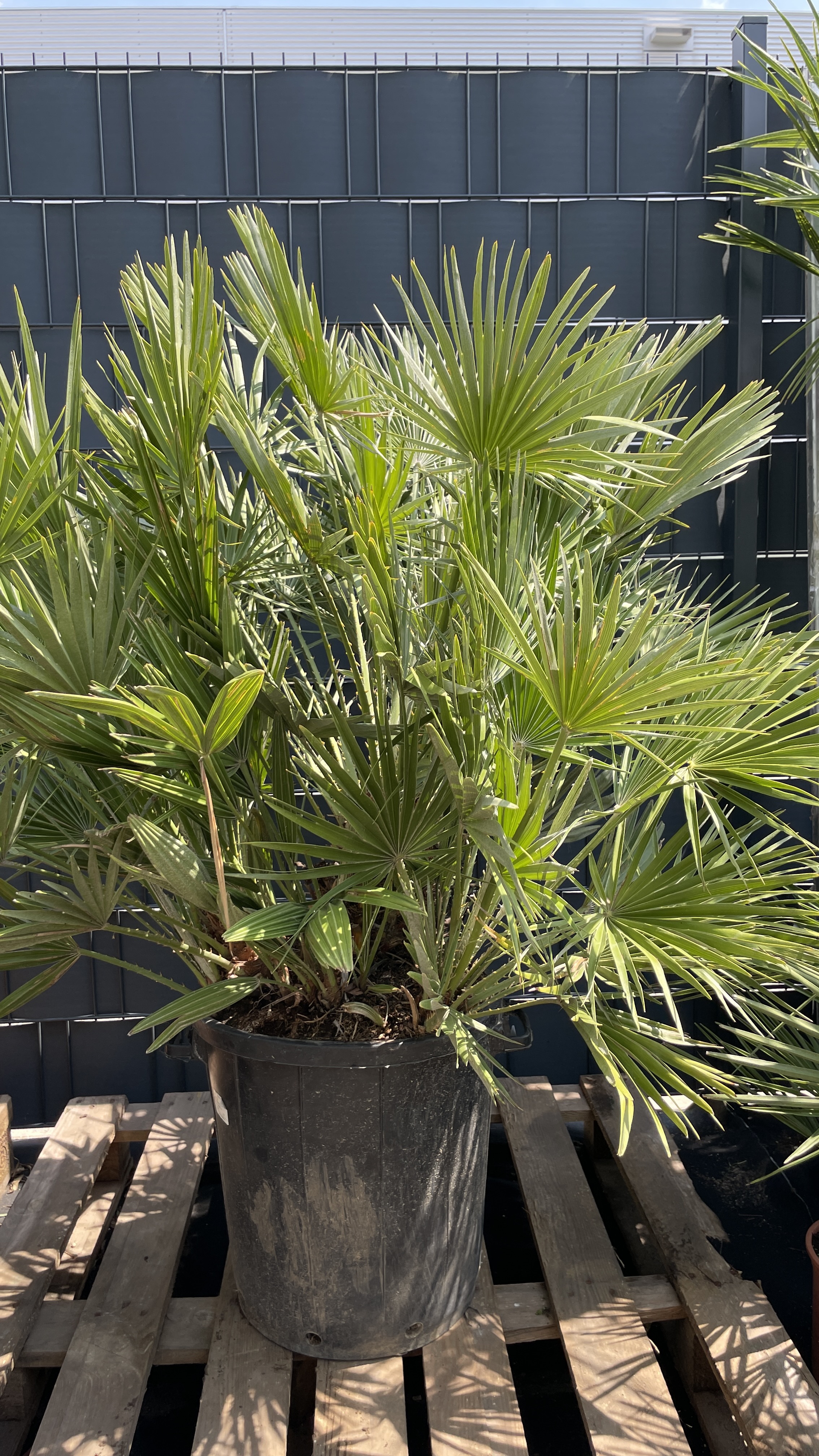 Chamaerops humilis vs. vulcano - Zwergpalme Kreuzung 125cm