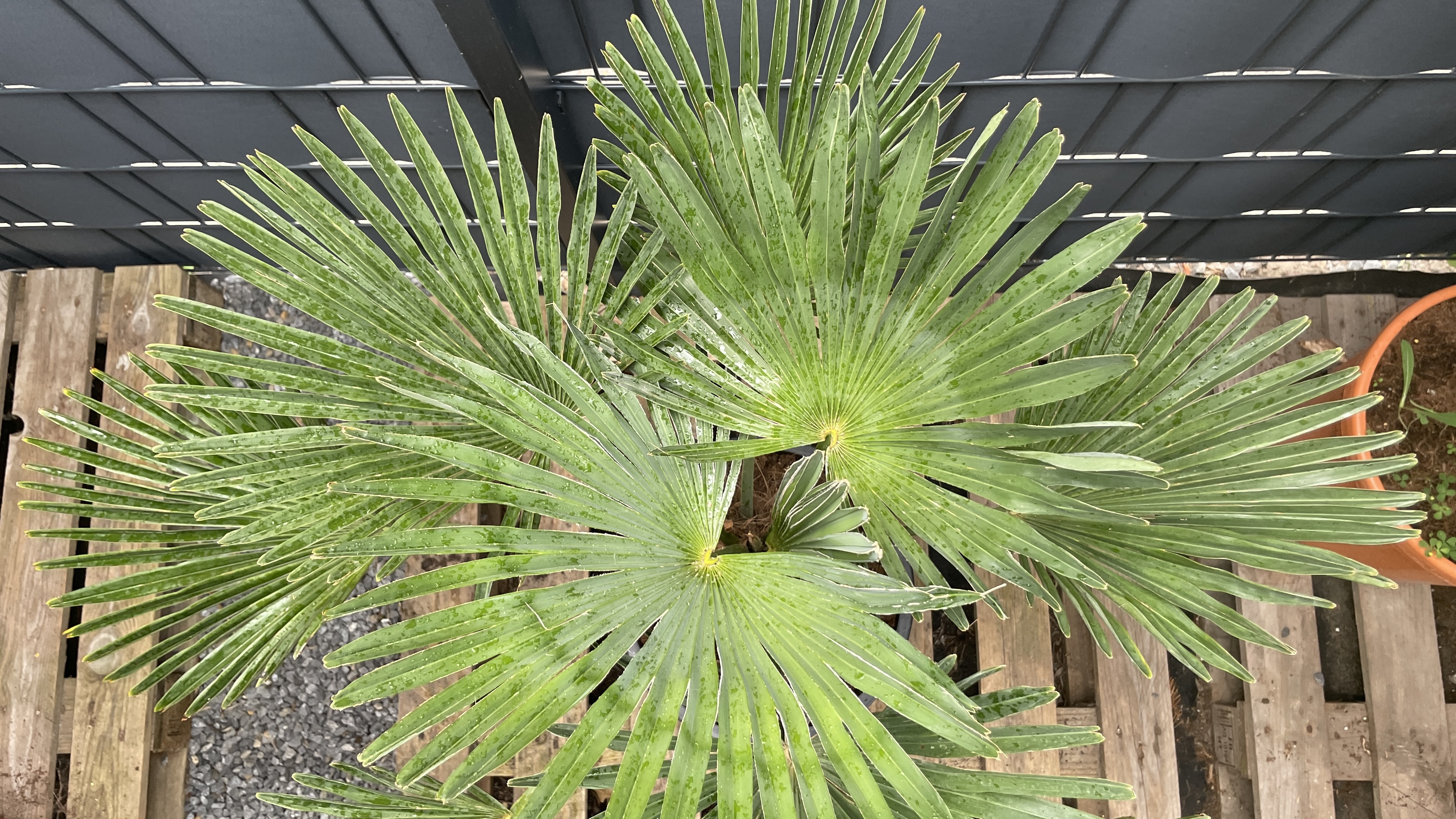 Trachycarpus wagnerianus - Wagners Hanfpalme 105cm