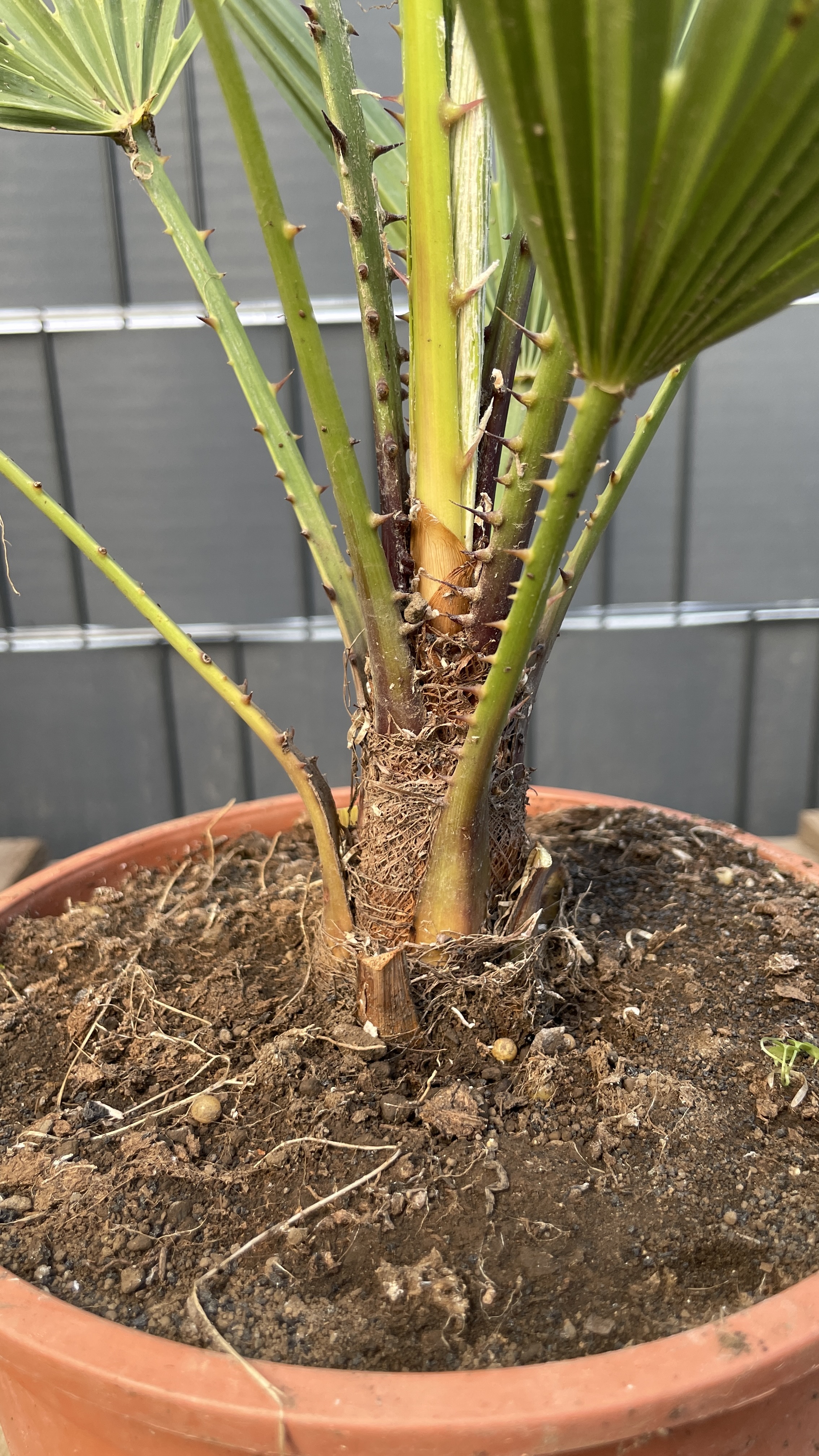 Chamaerops humilis - Zwergpalme 60-75cm