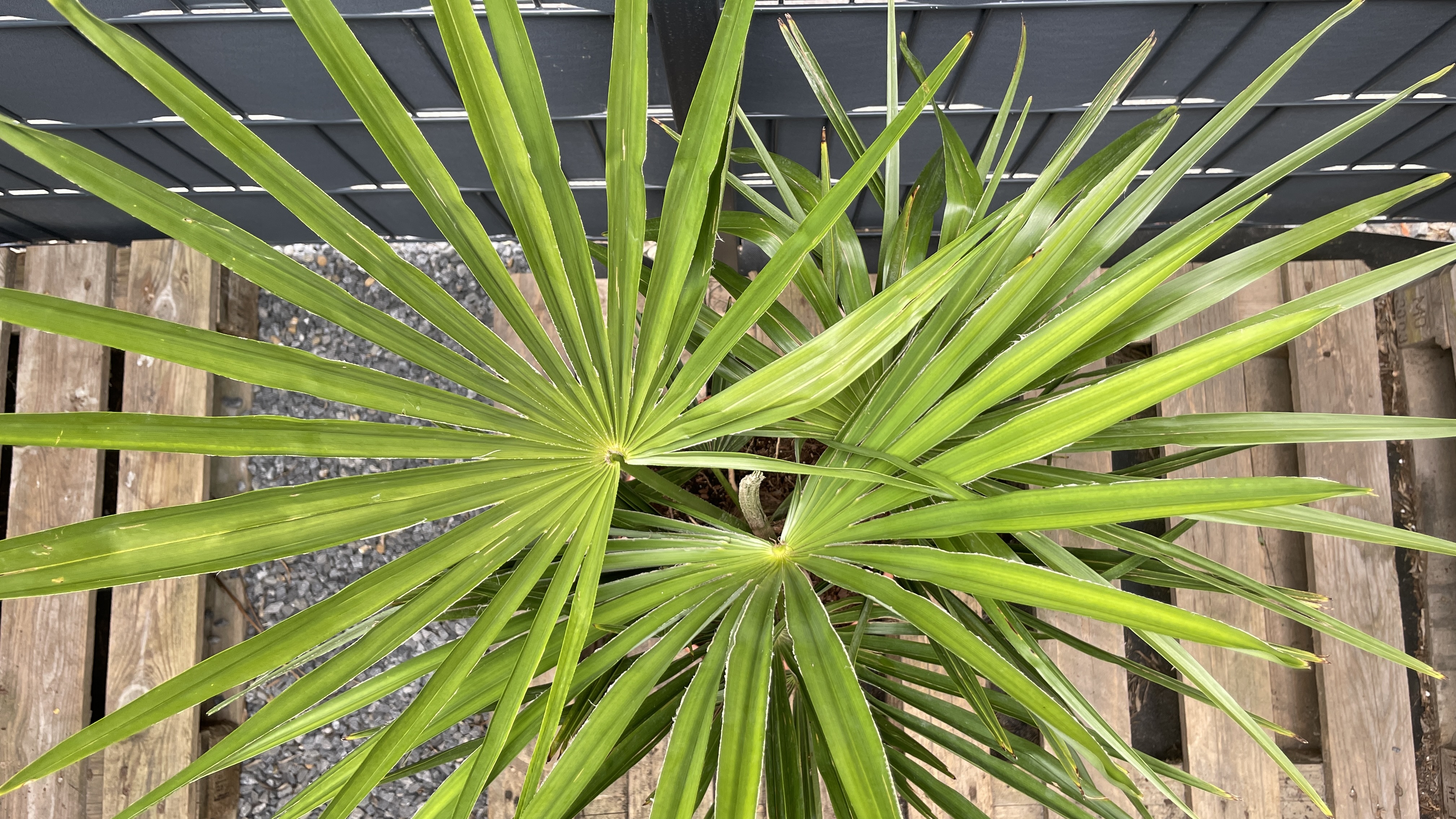 Trachycarpus fortunei Chinesische Hanfpalme 85-95cm