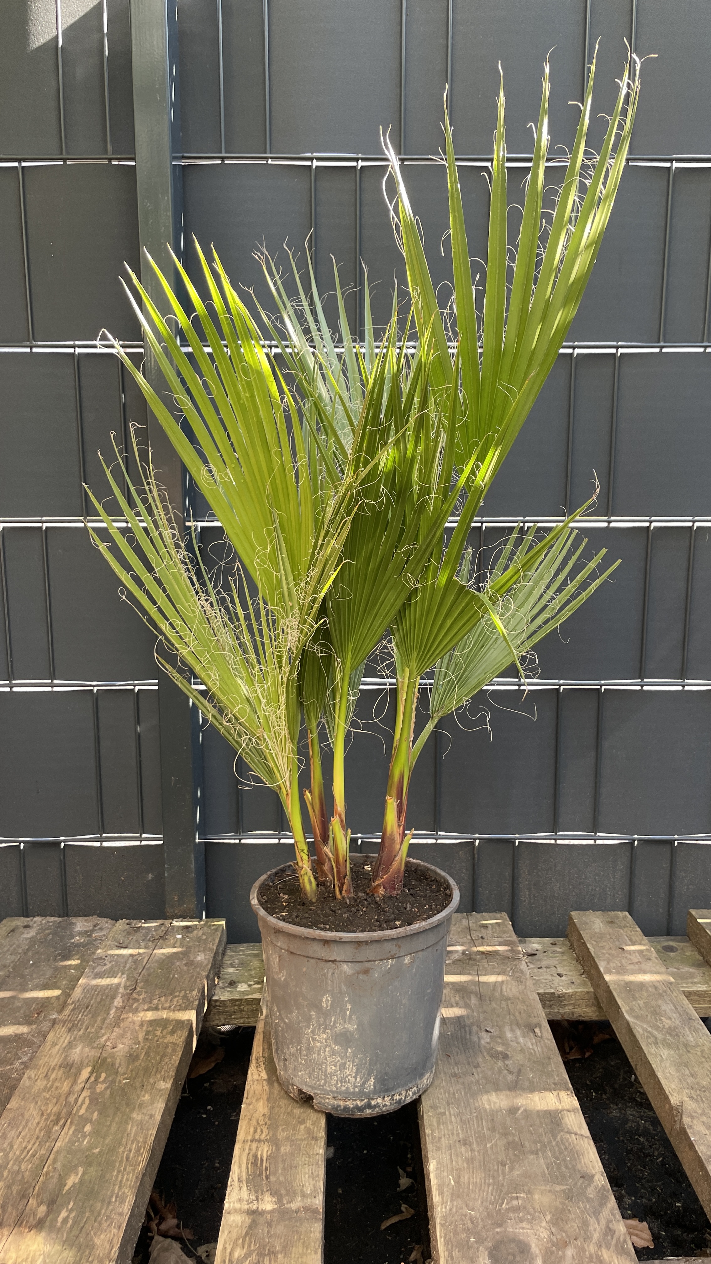 Washingtonia robusta Mexikanische Fächerpalme Multistamm 65-80cm