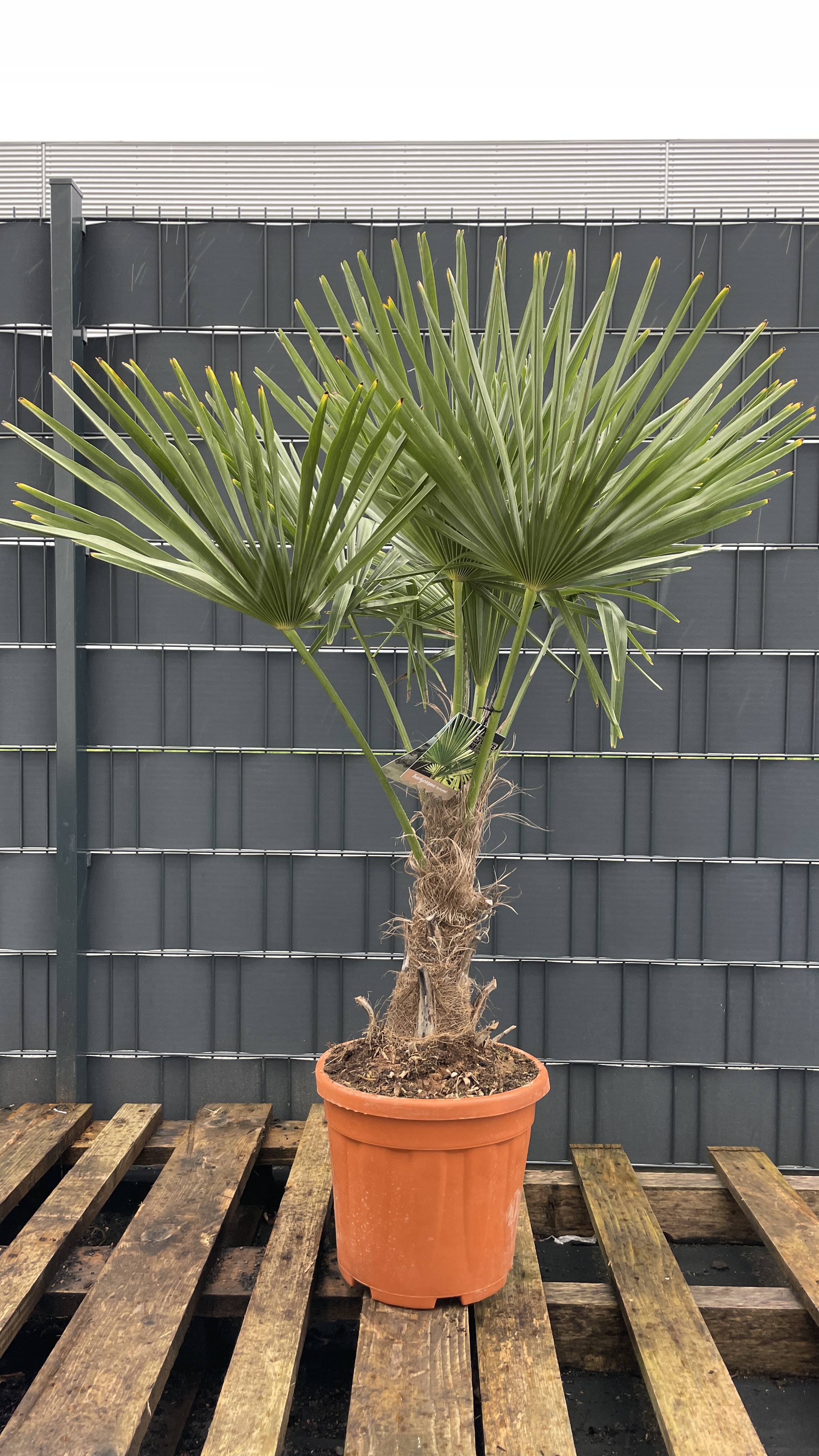 Trachycarpus fortunei Chinesische Hanfpalme 120-130cm